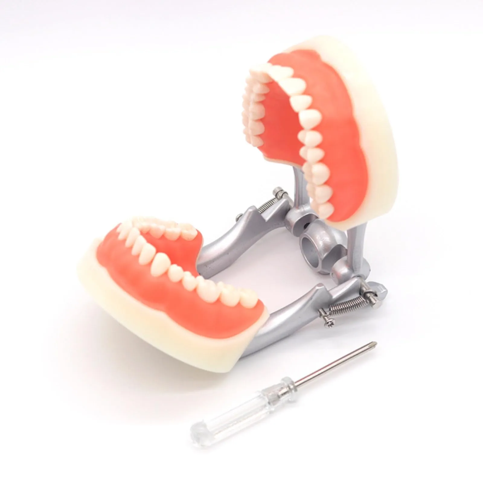 Modello di denti Typodont dentali, con 32 denti rimovibili compatibili con Kilgore Nissin 200 tipo per insegnamento, pratica e studio - immagine 4