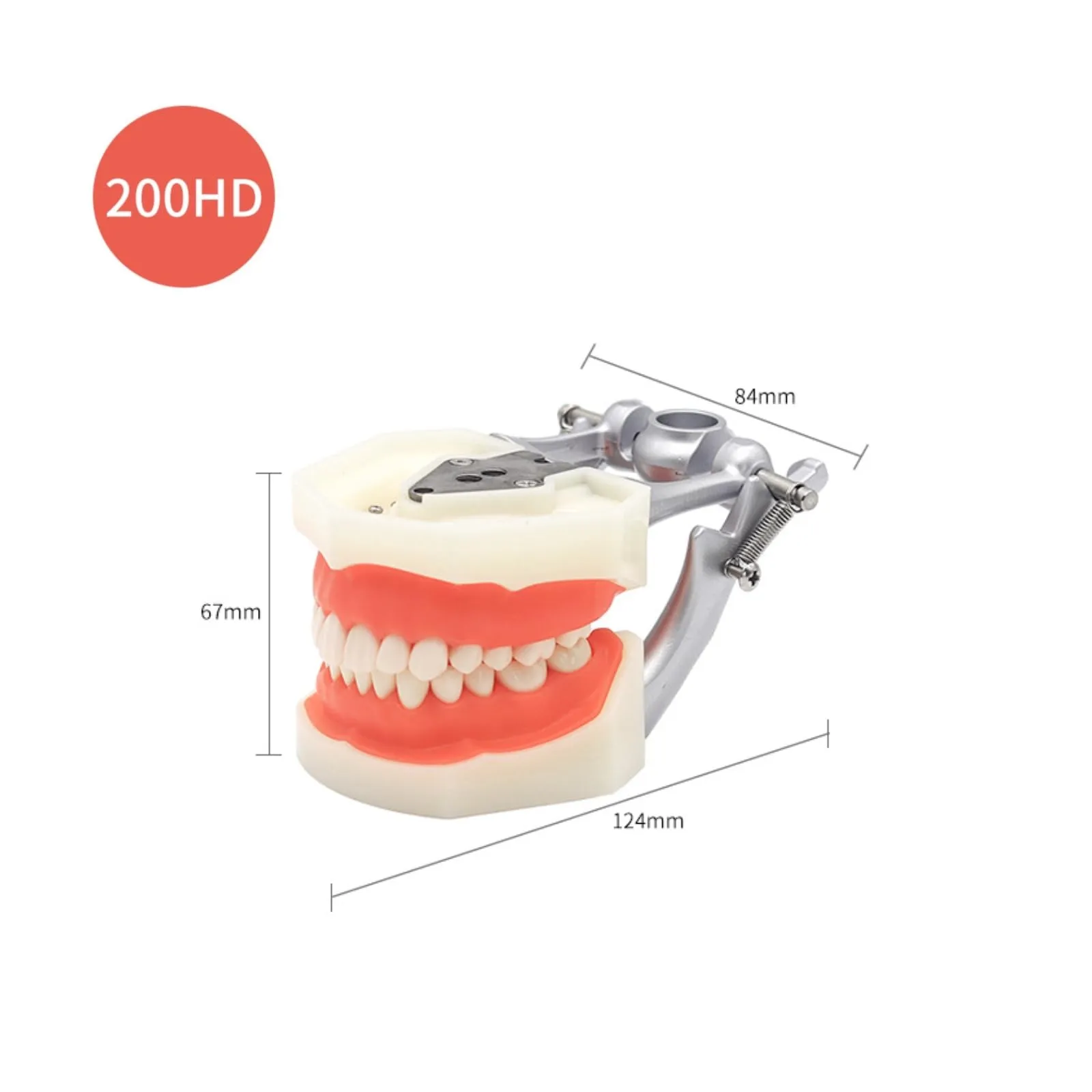Modello di denti Typodont dentali, con 32 denti rimovibili compatibili con Kilgore Nissin 200 tipo per insegnamento, pratica e studio - immagine 5