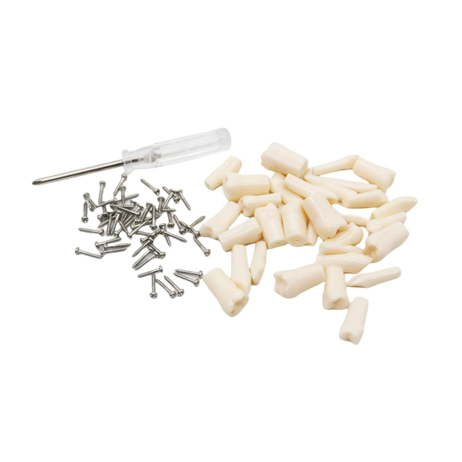 Modello di denti Typodont dentali, con 32 denti rimovibili compatibili con Kilgore Nissin 200 tipo per insegnamento, pratica e studio - immagine 6