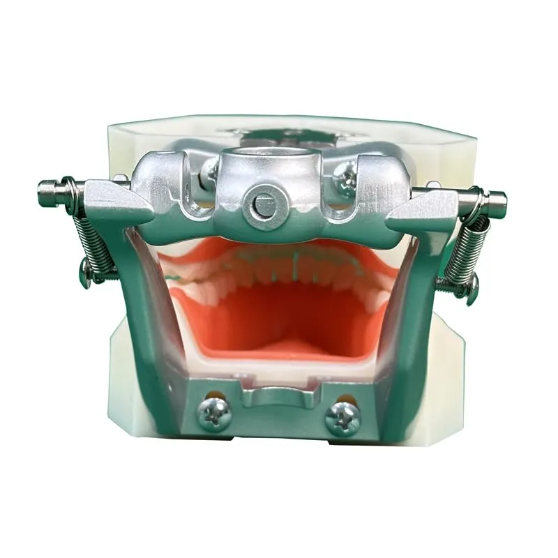 Modello di denti Typodont dentali, con 32 denti rimovibili compatibili con Kilgore Nissin 200 tipo per insegnamento, pratica e studio - immagine 7