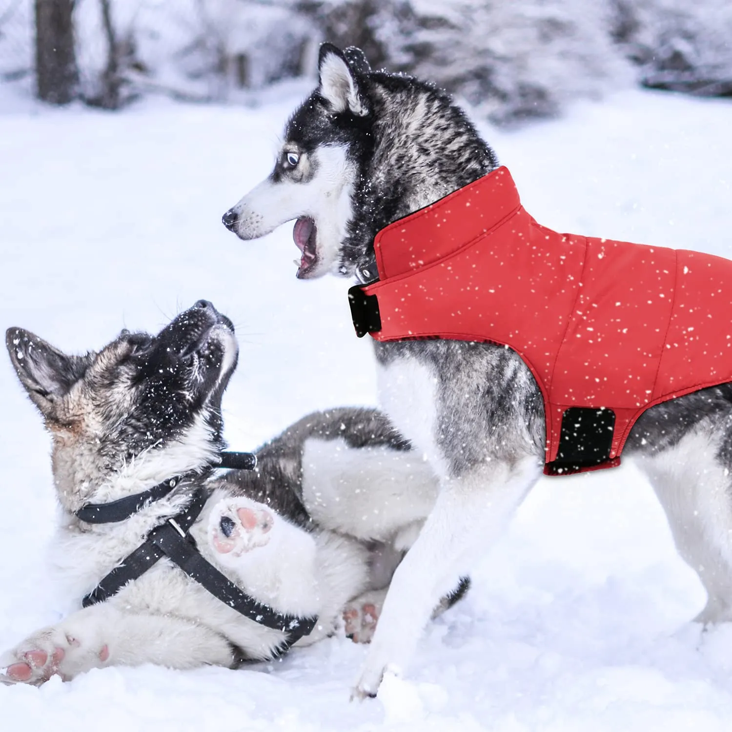 CITÉTOILE Cappotto Invernale per Cani, Giacca Calda e Antivento Rosso S - immagine 8