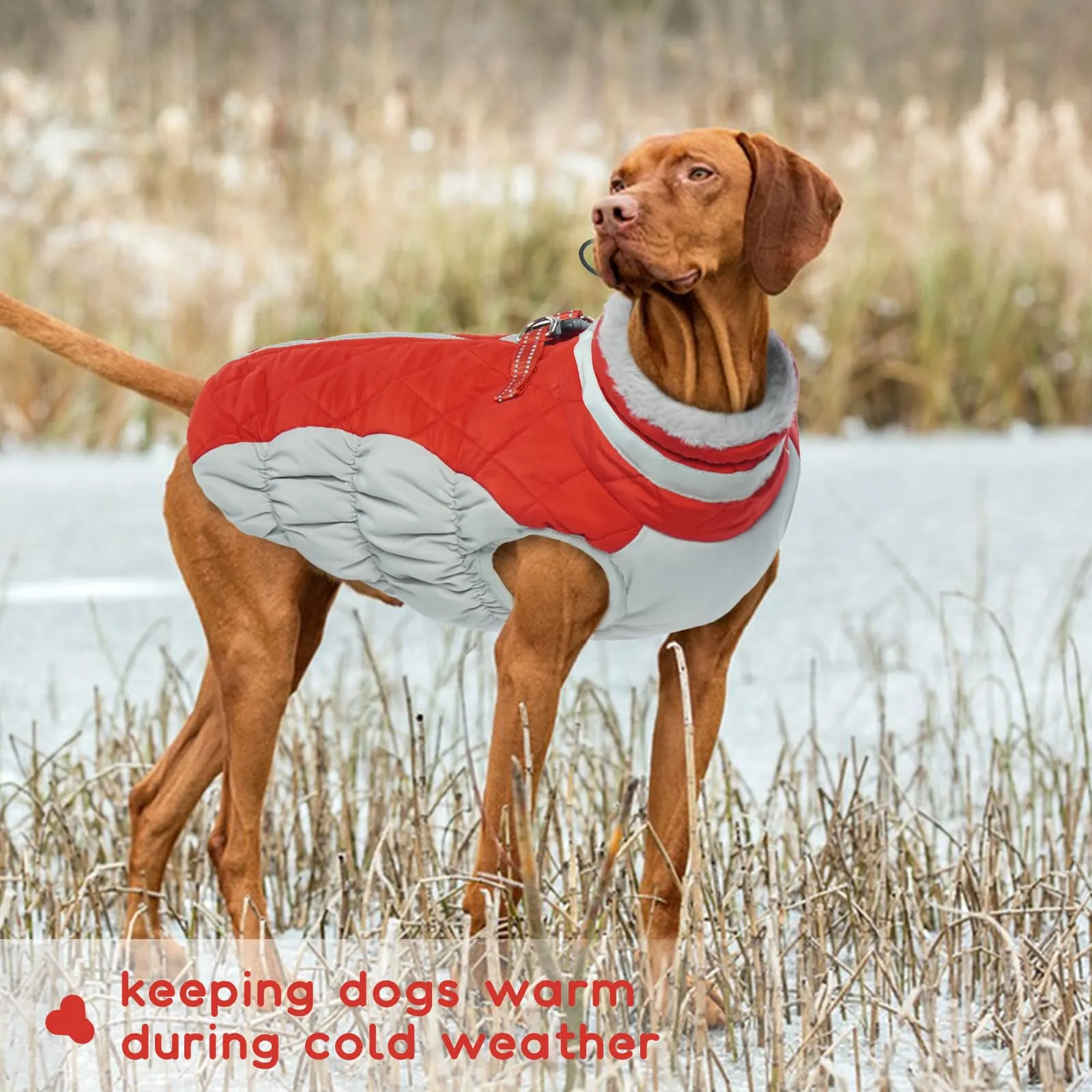 Cappotto Giubbotti caldi per cani, taglia piccola, piumino XS, vestitino per Chihuahua (Rosso, XS) - immagine 6
