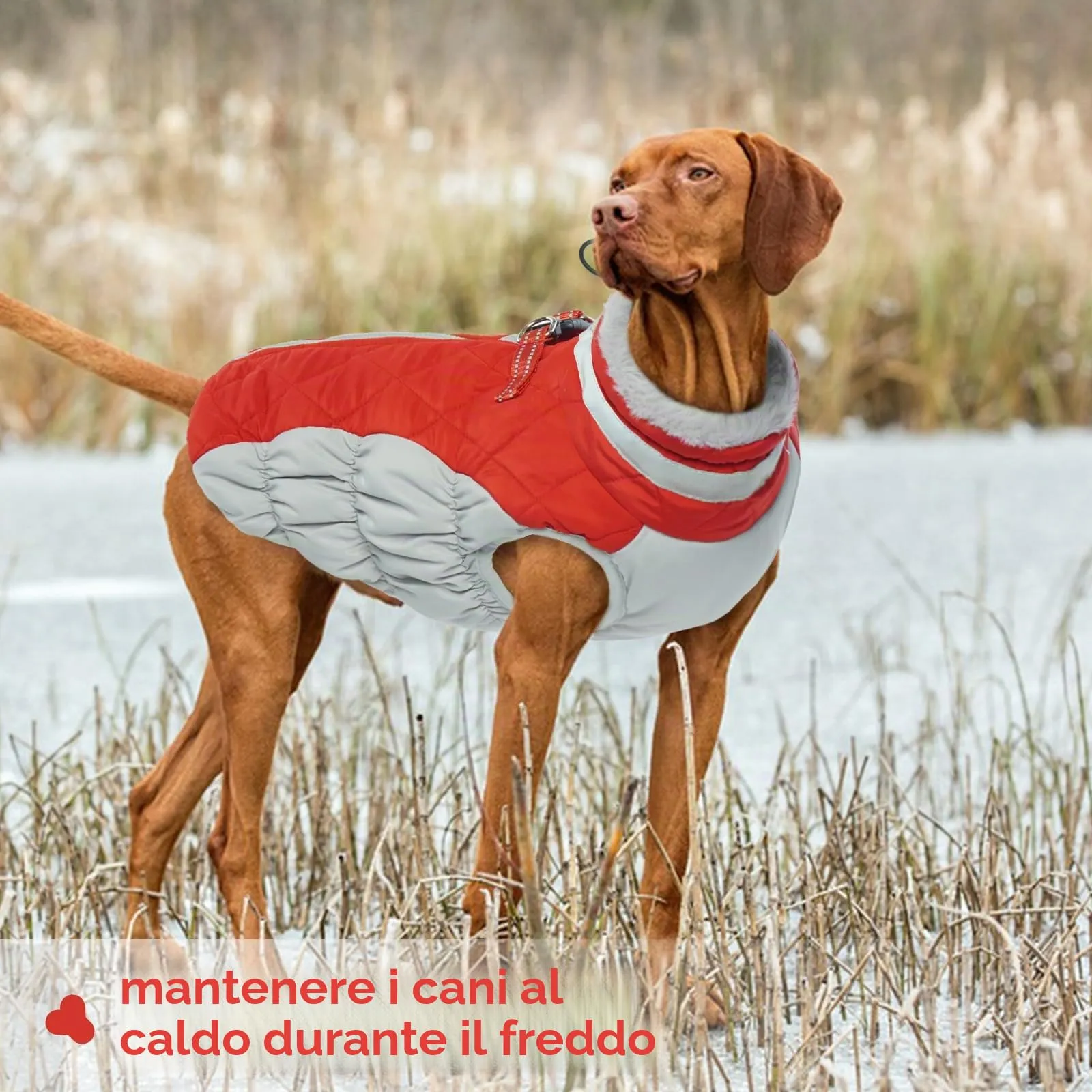 Cappotto Impermeabile per Cani Taglia Grande - Giacca Calda Invernale, Giubbotto Termico Piumino (Rosso, XL) - immagine 6
