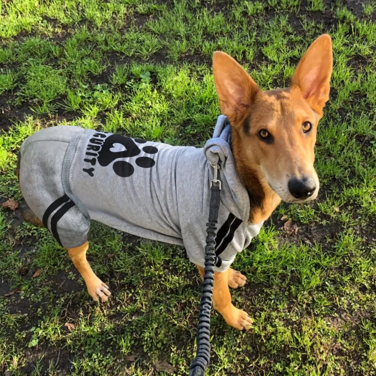 Dolahovy Felpa con cappuccio per cani Abbigliamento animali domestici Maglioni cuccioli autunno inverno Cappotti in pile cani Abito cane cotone per Chihuahua Small Medium Cani - immagine 3