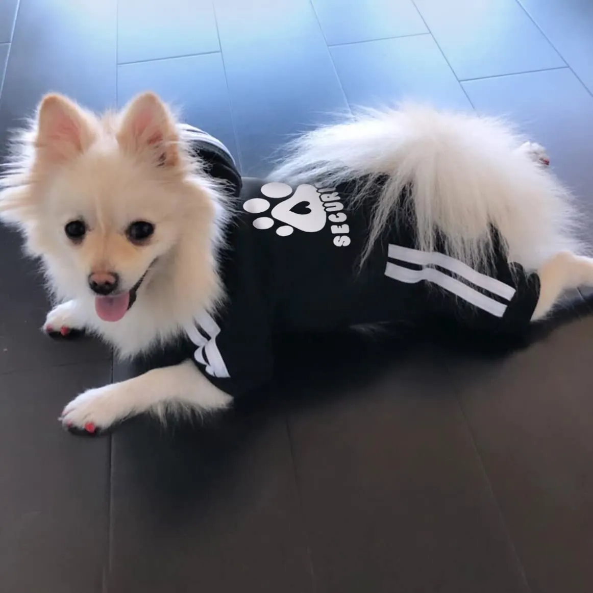 Dolahovy Felpa con cappuccio per cani Abbigliamento animali domestici Maglioni cuccioli autunno inverno Cappotti in pile cani Abito cane cotone per Chihuahua Small Medium Cani - immagine 6