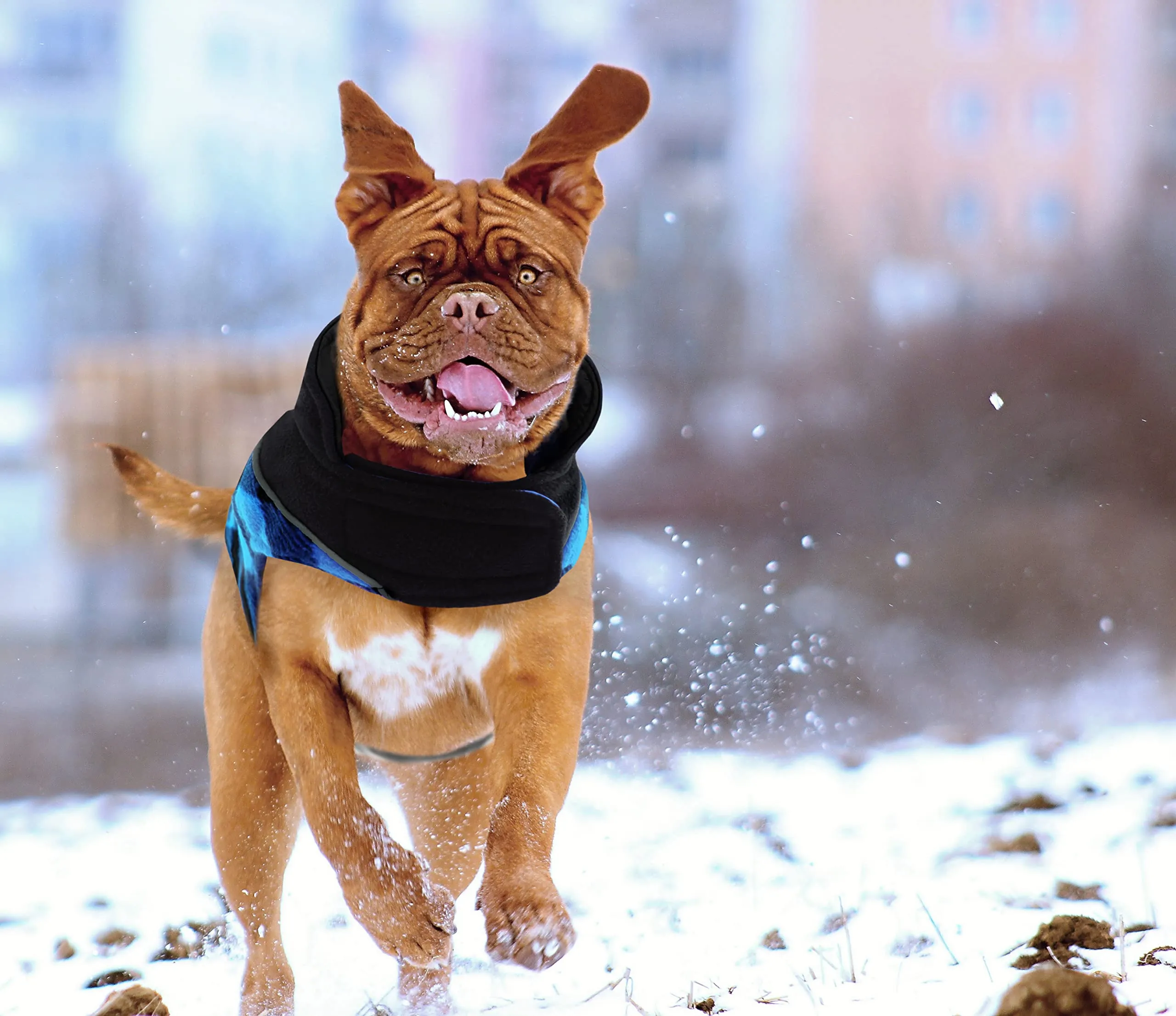 CITÉTOILE Cappotto Invernale per Cani, Giacca Calda e Antivento Blu L - immagine 8