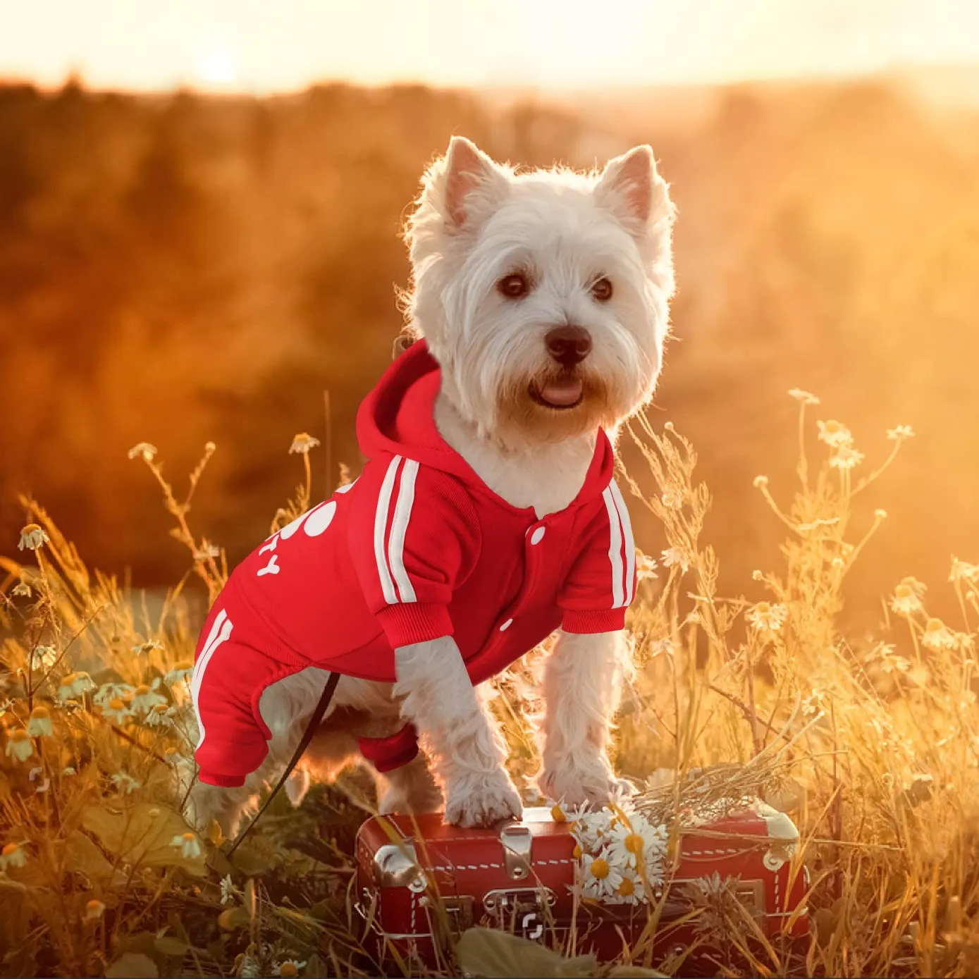 Dolahovy Felpa con cappuccio per cani Abbigliamento animali domestici Maglioni cuccioli autunno inverno Cappotti in pile cani Abito cane cotone per Chihuahua Small Medium Cani - immagine 3