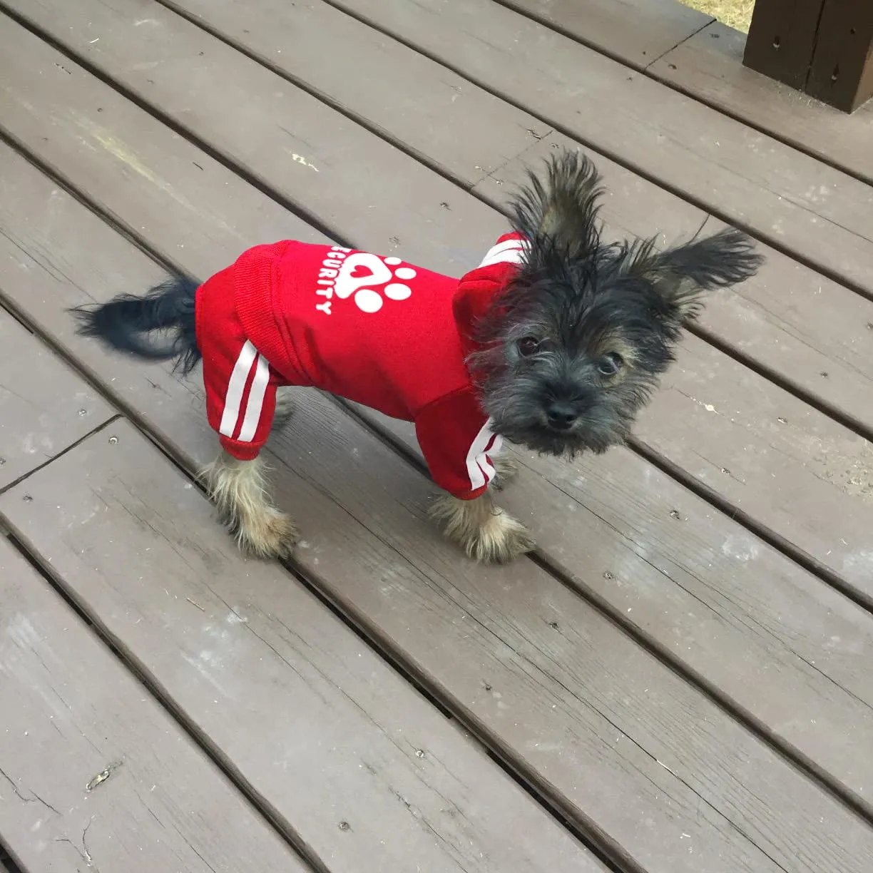 Dolahovy Felpa con cappuccio per cani Abbigliamento animali domestici Maglioni cuccioli autunno inverno Cappotti in pile cani Abito cane cotone per Chihuahua Small Medium Cani - immagine 5