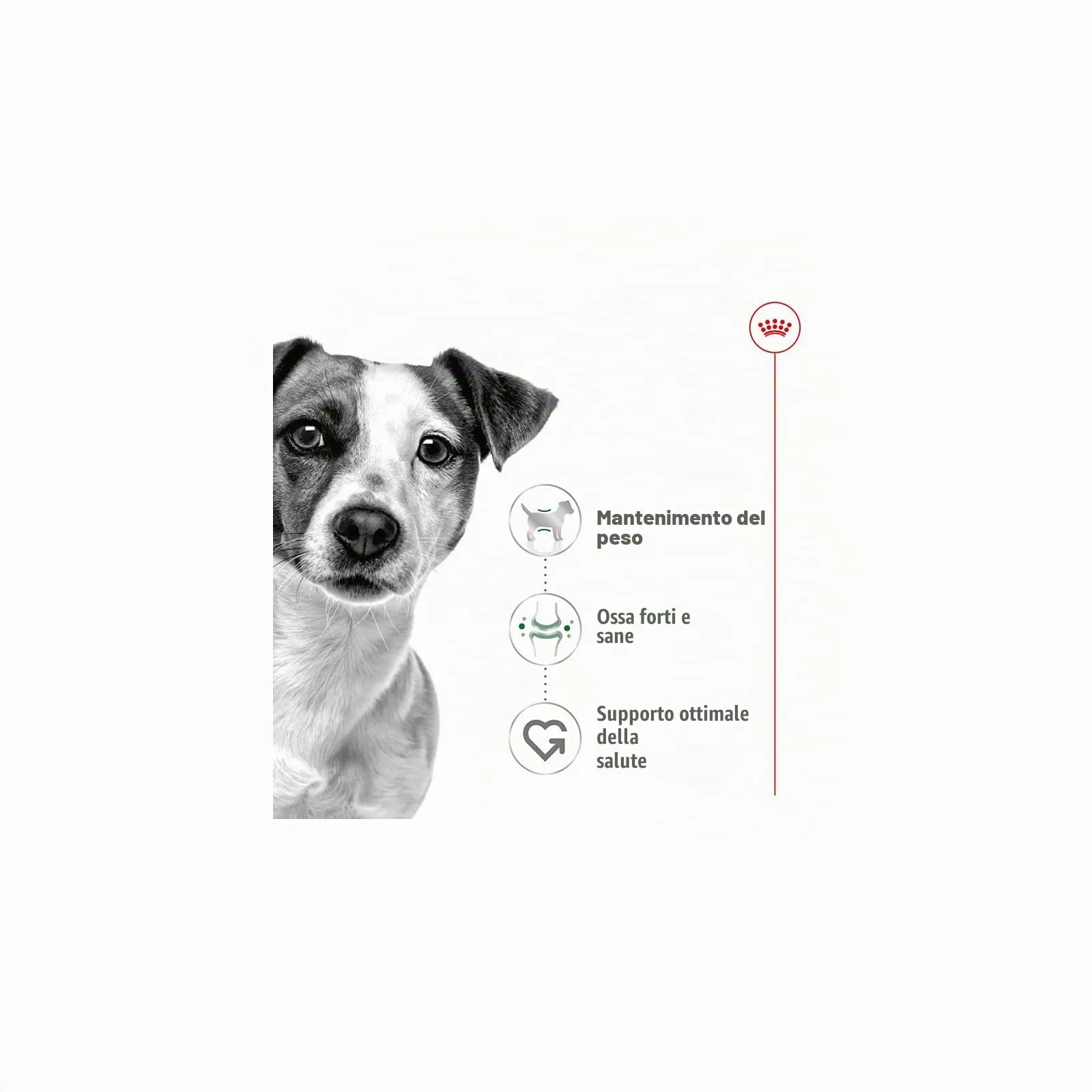 Mini Adult | Cibo umido per cani | 2 x 12 x 85 g | Bocconcini in salsa - immagine 4