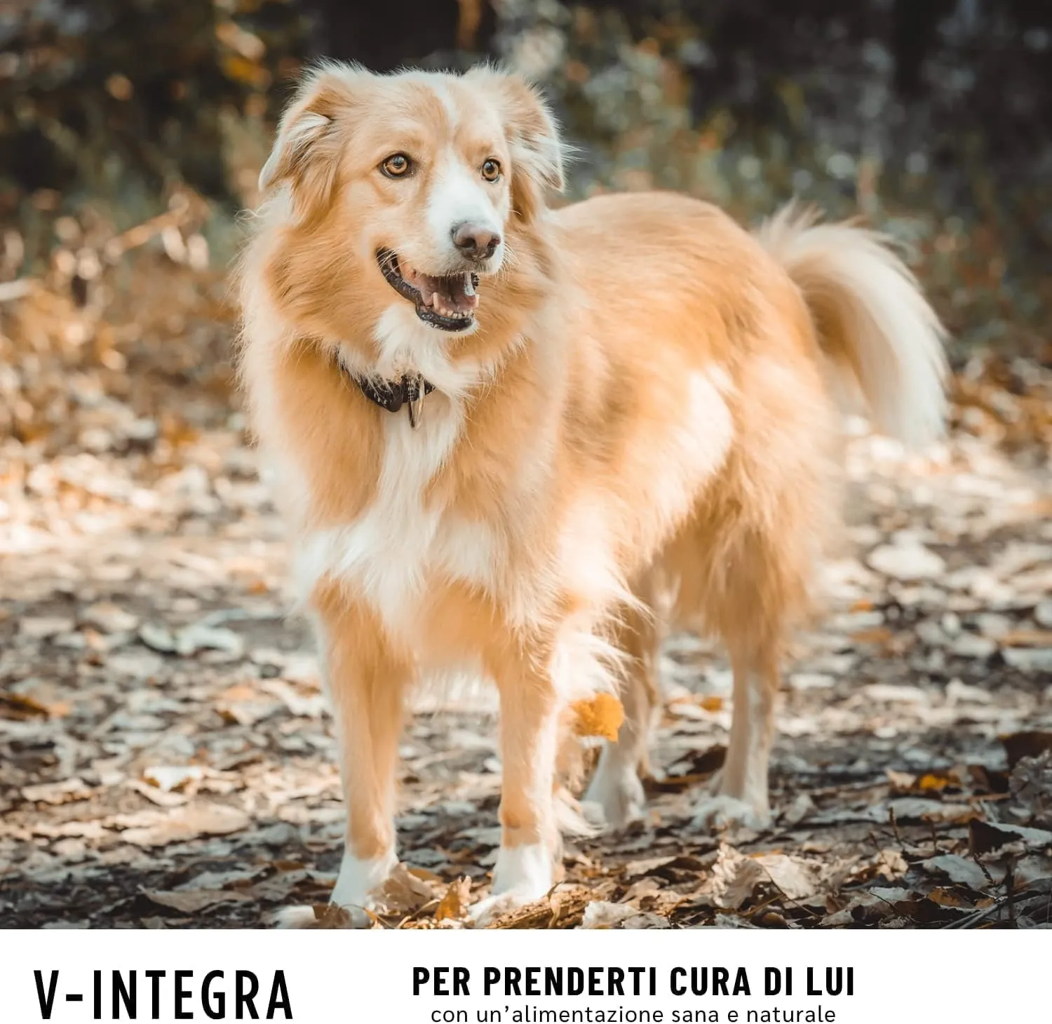 V-INTEGRA Epato 500g, Integratore Vitamine e Minerali per Bilanciare Diete Casalinghe di Cani e Gatti che Richiedono una Restrizione di Rame, Multivitaminico Cane e Gatto Made in Italy - immagine 8