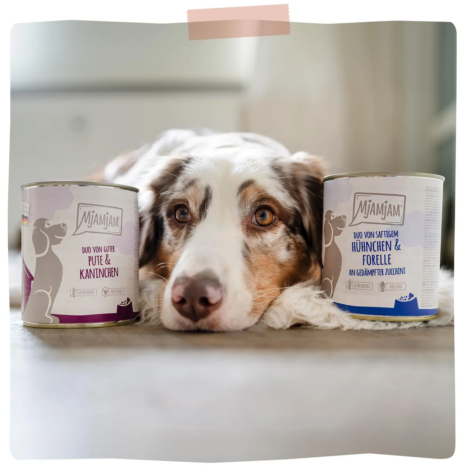 MjAMjAM - cibo umido premium per cani - sostanzioso agnello su riso bollito con pomodori freschi, confezione da 6 (6 x 800 g), naturale con carne extra - immagine 7