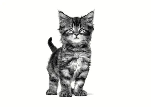 Royal Canin Gastrointestinal Feline Kitten - immagine 5