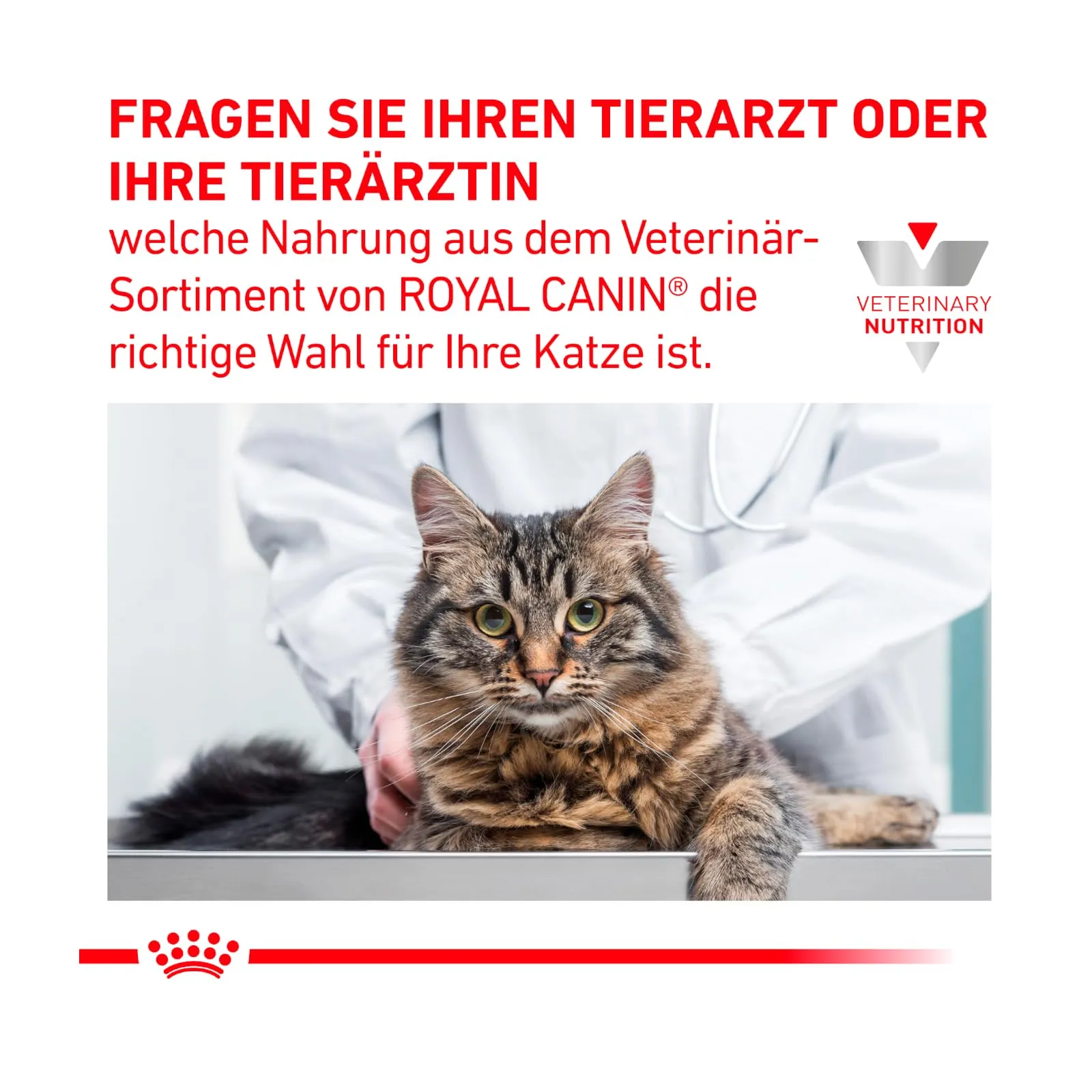 Royal Canin Gastrointestinal Kitten Feline - 2 kg - Alimento dietetico completo per gattini - Può contribuire a ridurre i disturbi gastrointestinali - immagine 5