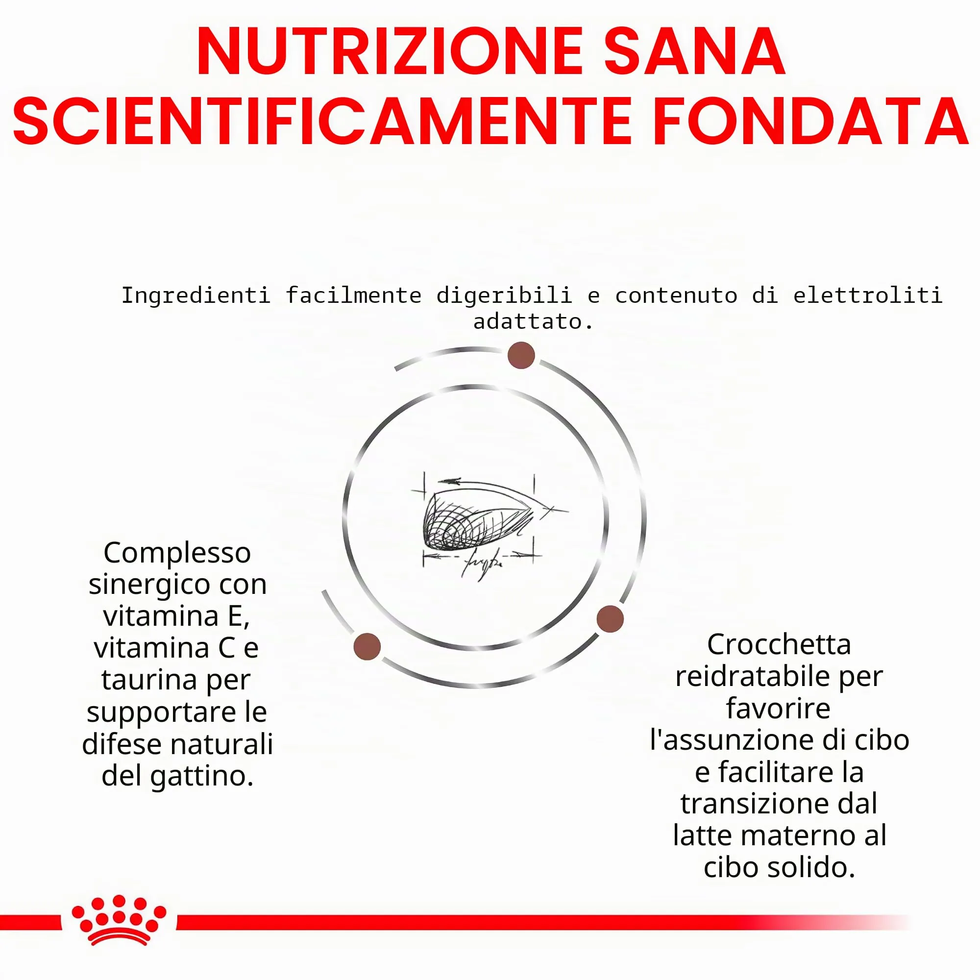 Royal Canin Gastrointestinal Kitten Feline | Confezione doppia | 2 x 400 g | Alimento dietetico completo per gattini | Può contribuire a ridurre i disturbi gastrointestinali - immagine 4