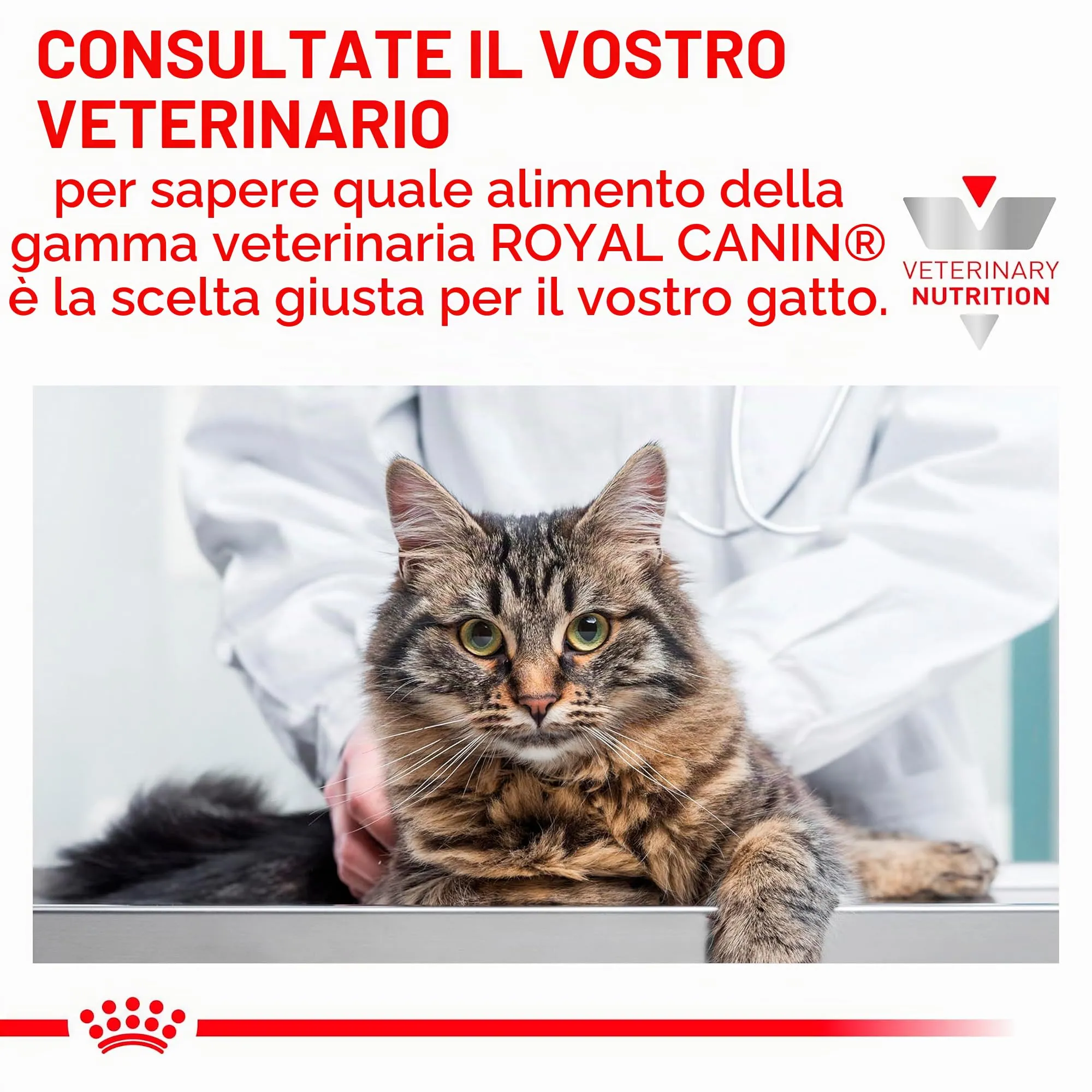 Royal Canin Gastrointestinal Kitten Feline | Confezione doppia | 2 x 400 g | Alimento dietetico completo per gattini | Può contribuire a ridurre i disturbi gastrointestinali - immagine 9