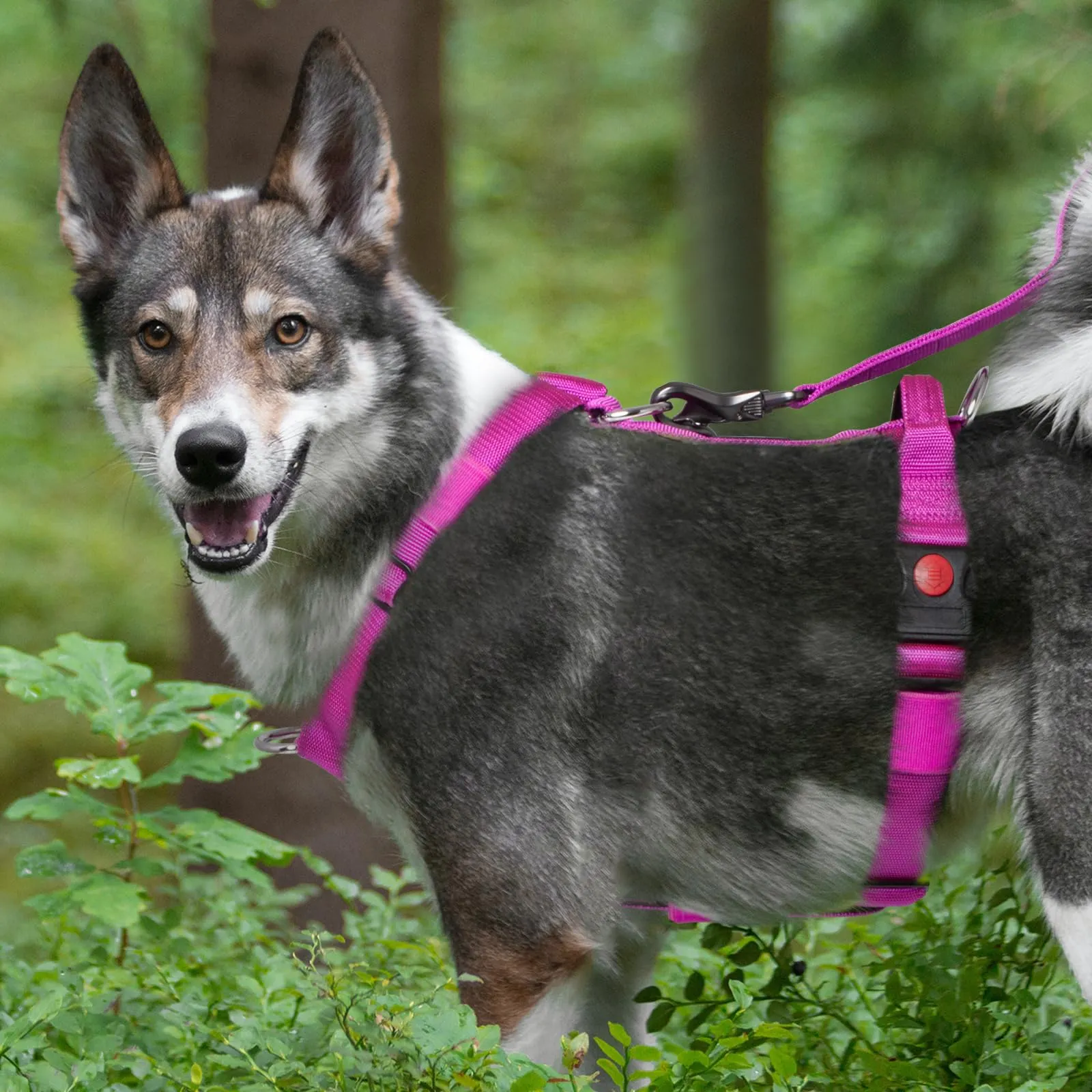 TSPRO Pettorina Cane Robusta No Pull con Maniglia per Cani Medi e Grandi - immagine 6