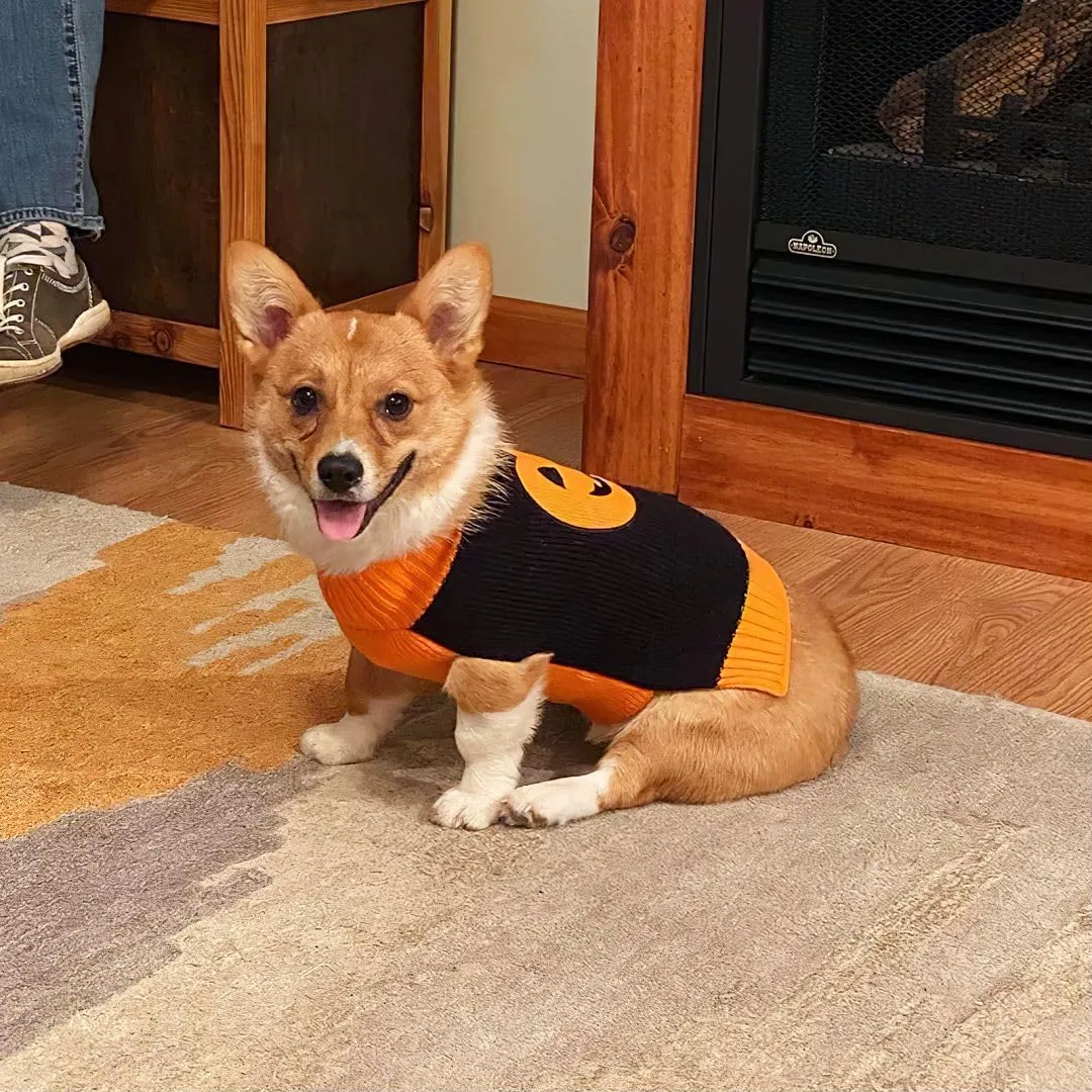 Maglioncino Cane Halloween Costume Gatto Caldi Vestito Zucca -Nero S - immagine 6