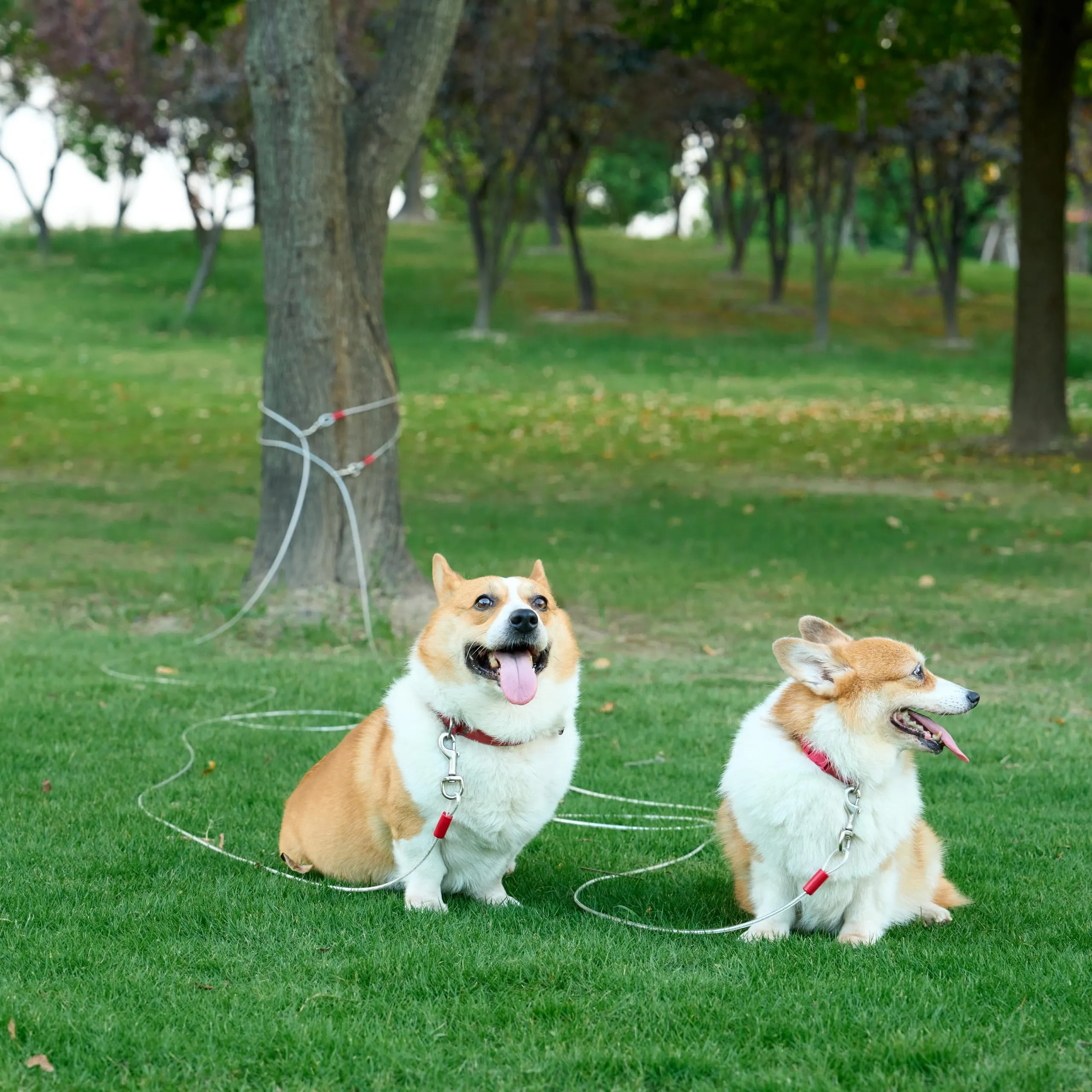 Amazon Basics Guinzaglio da cortile per cani fino a 41 kg, 7,62 m, Bianco - immagine 5