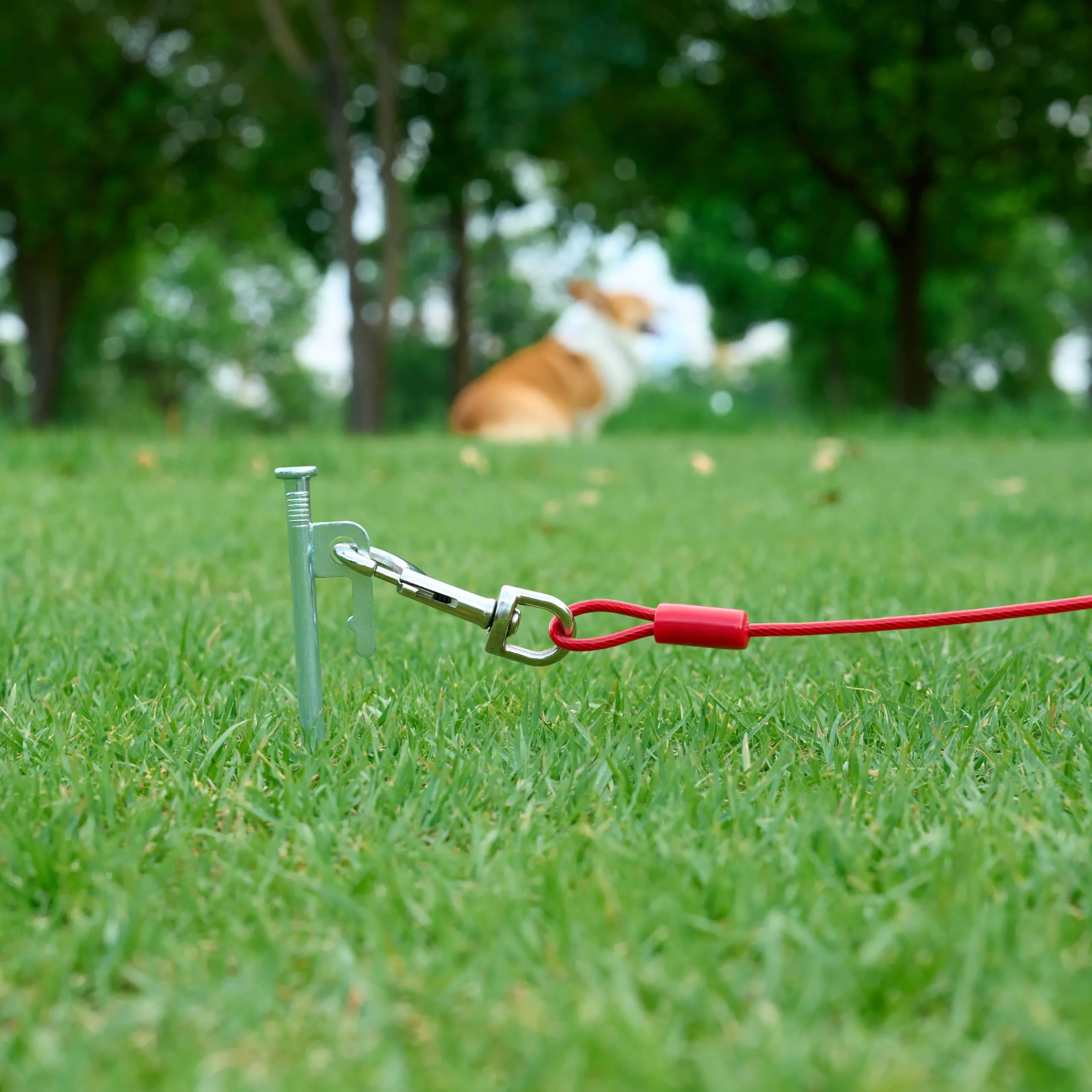 Amazon Basics Guinzaglio da cortile per cani fino a 57 kg, 9,14 m, Rosso - immagine 3