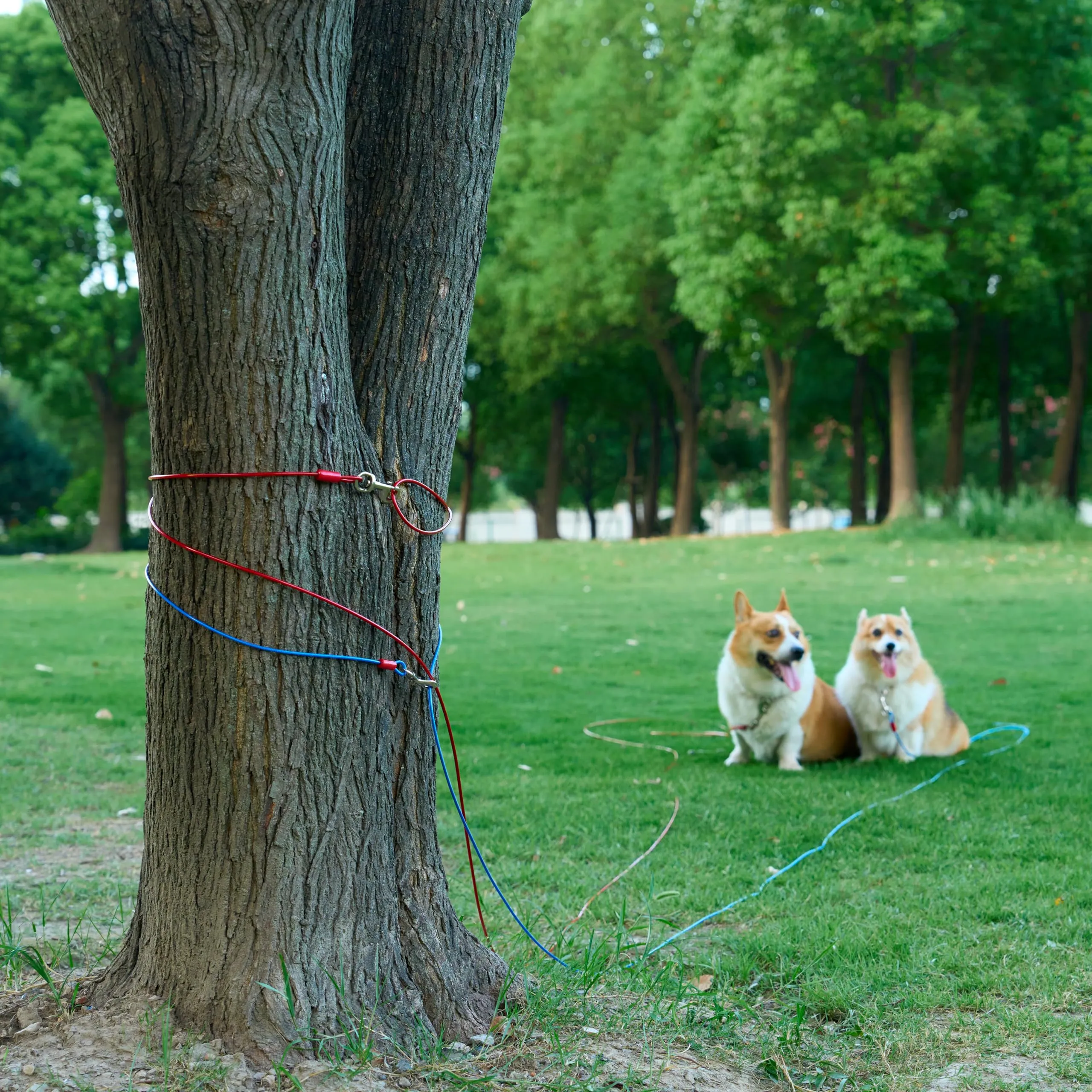 Amazon Basics Guinzaglio da cortile per cani fino a 57 kg, 9,14 m, Rosso - immagine 4