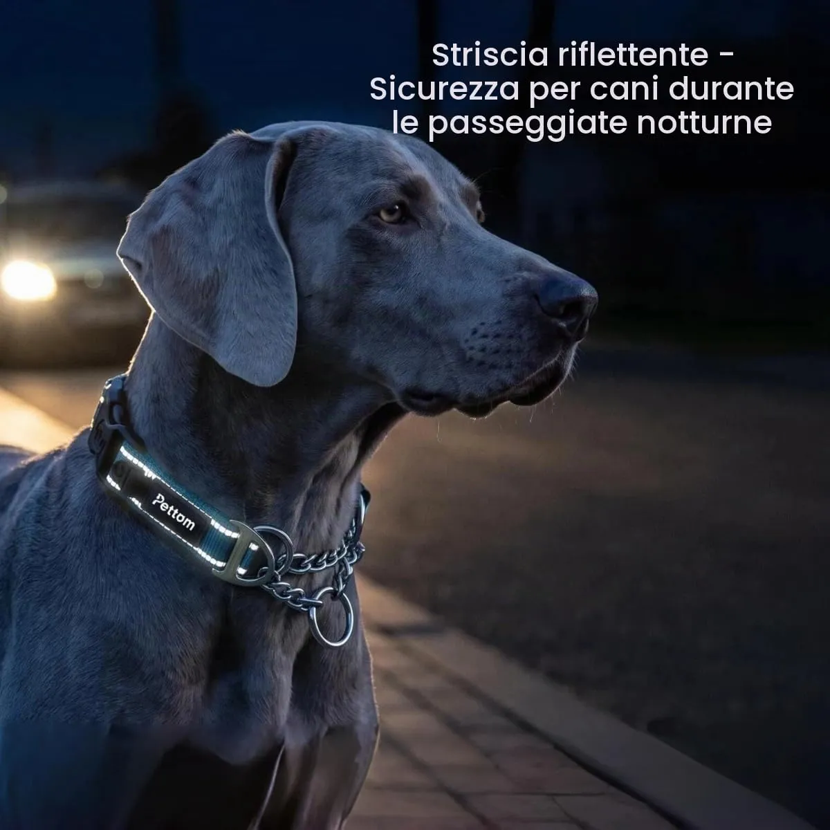 PETTOM Collare Semistrozzo Cane, Sicurezza, Regolabile, Riflettente - immagine 4