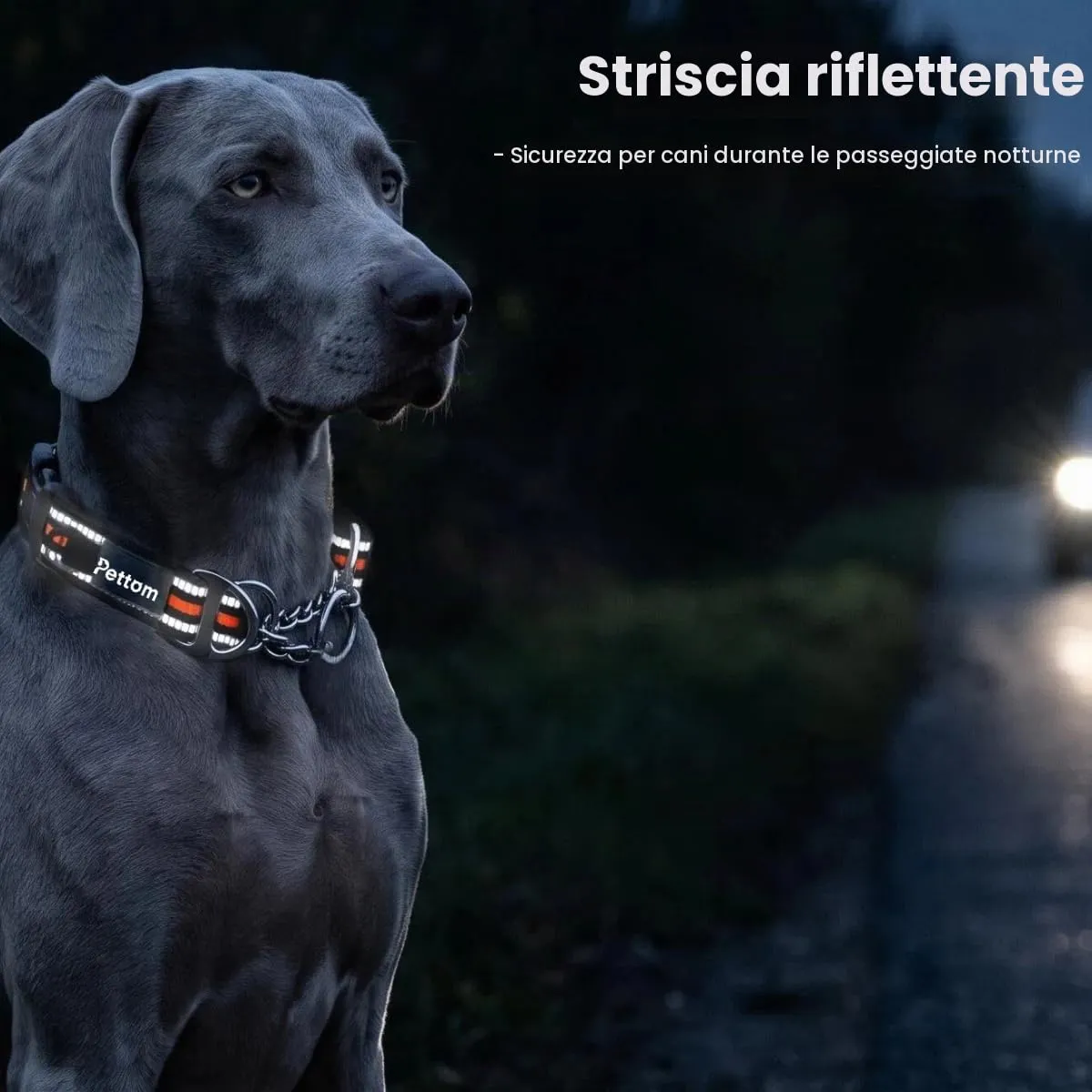 PETTOM Collare Semistrozzo Cane, Sicurezza, Regolabile, Riflettente - immagine 5