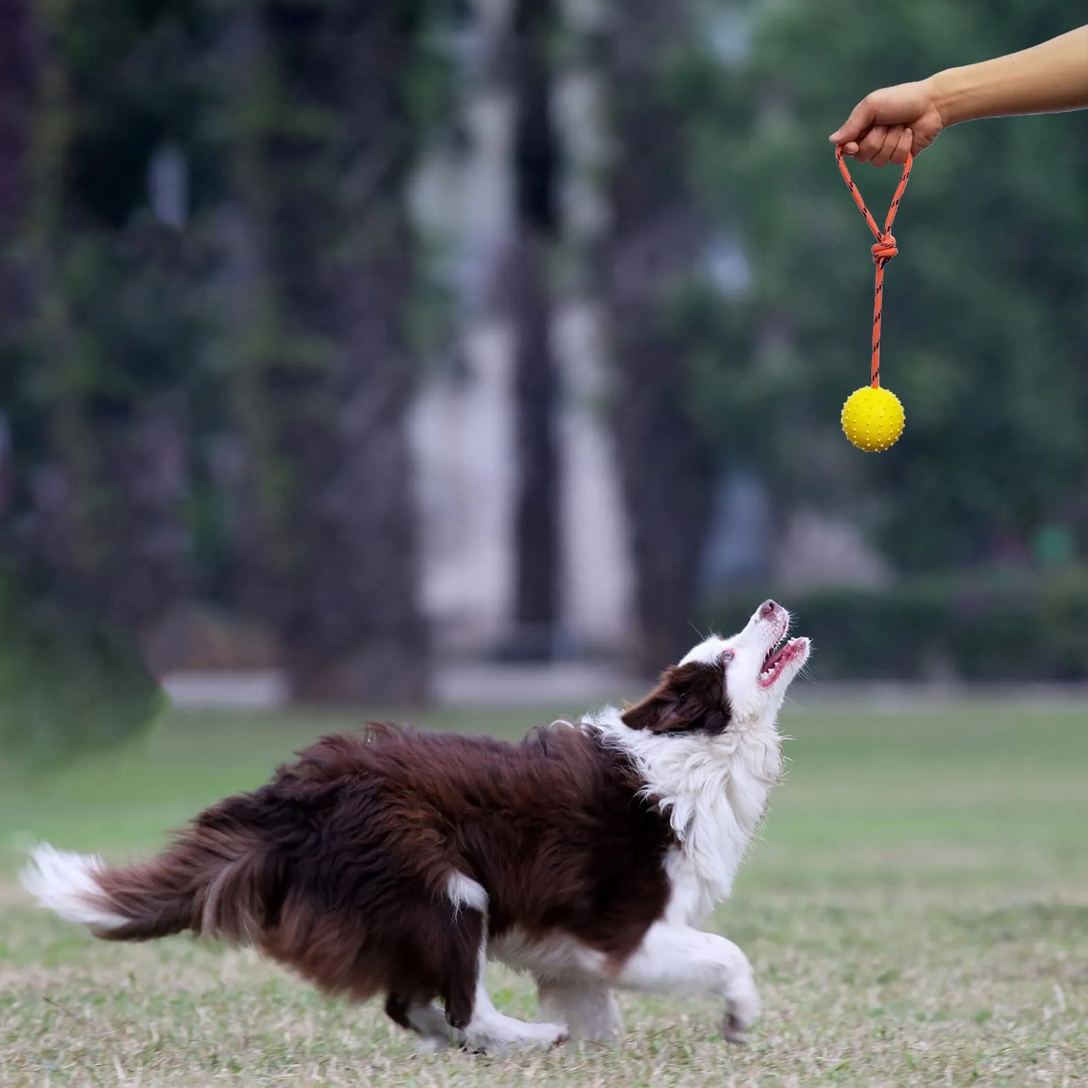 MMSGA Palla per Cane con Corda - Addestramento Cani e Gatti, Cava in Gomma Naturale per Catturare - immagine 3