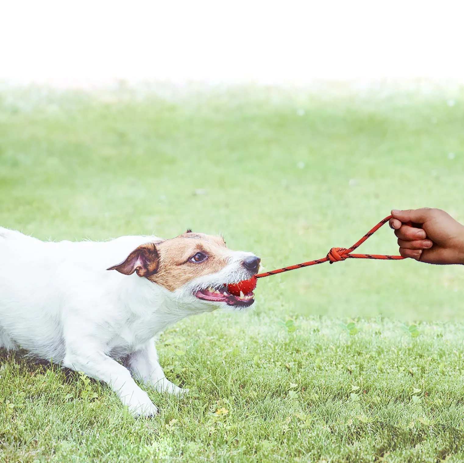 MMSGA Palla per Cane con Corda - Addestramento Cani e Gatti, Cava in Gomma Naturale per Catturare - immagine 3