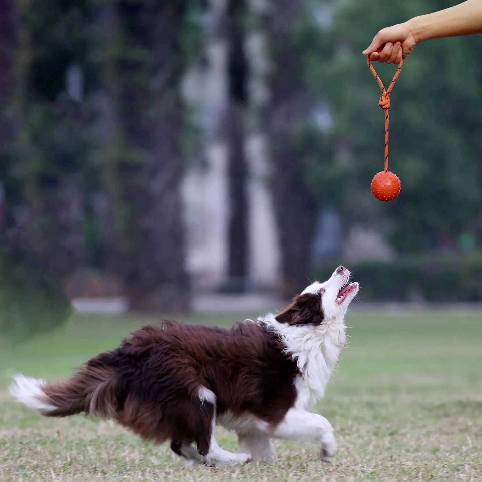 MMSGA Palla per Cane con Corda - Addestramento Cani e Gatti, Cava in Gomma Naturale per Catturare - immagine 4
