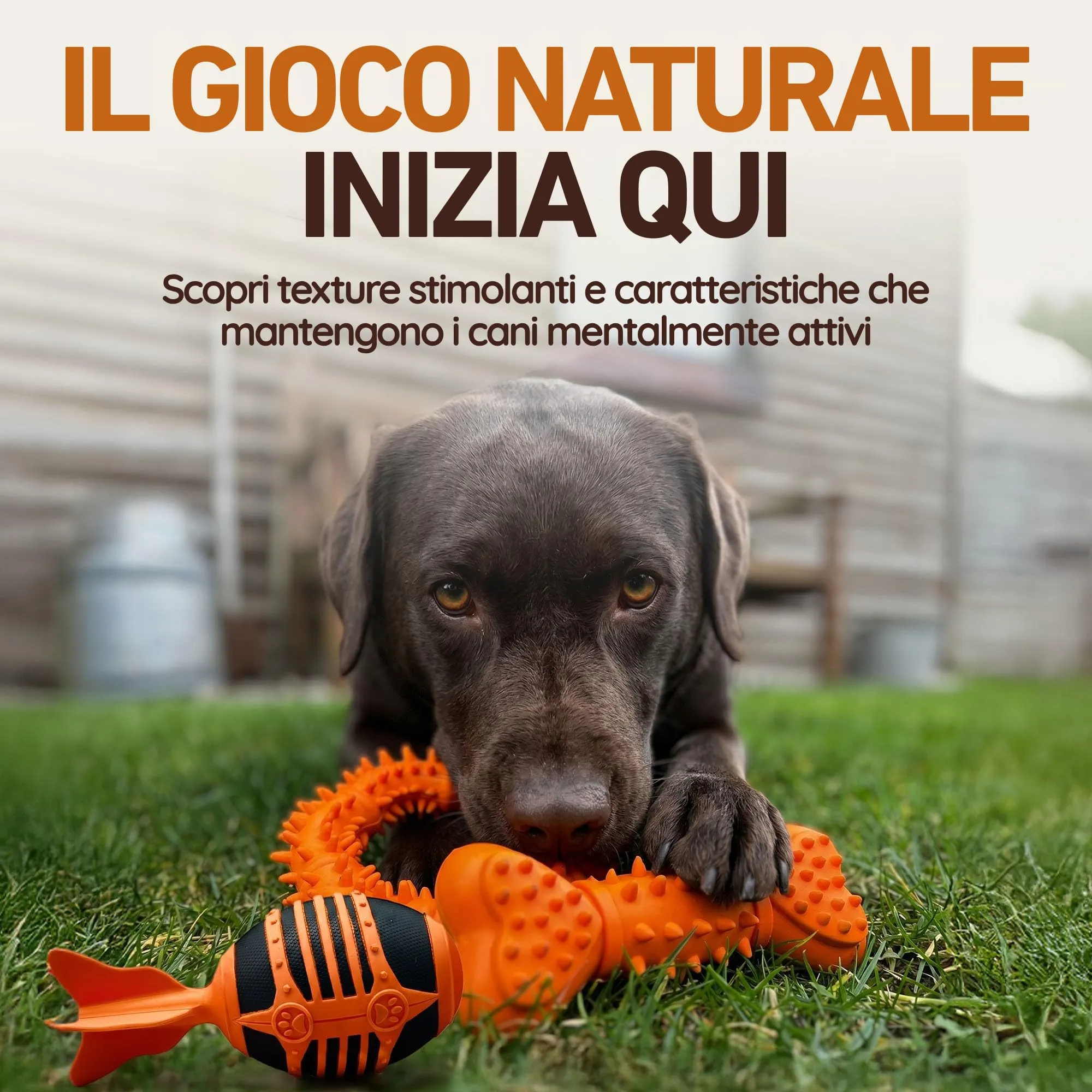 Wildfang® Gioco per Cani con Squeaker per Masticatori Forti, Rocket – Gioco Sonoro in Gomma, Igiene Dentale, Interno ed Esterno, Indistruttibile - immagine 2