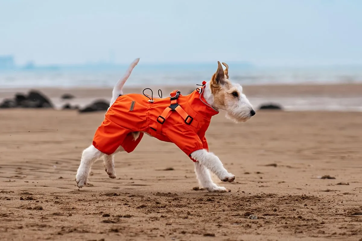 BT Bear Impermeabile con Pettorina per Cani, Giacca Regolabile a 4 Zampe per Cani con Pettorina Tuta Riflettente Impermeabile per Cuccioli Cani di Piccola Taglia, Arancione M - immagine 6