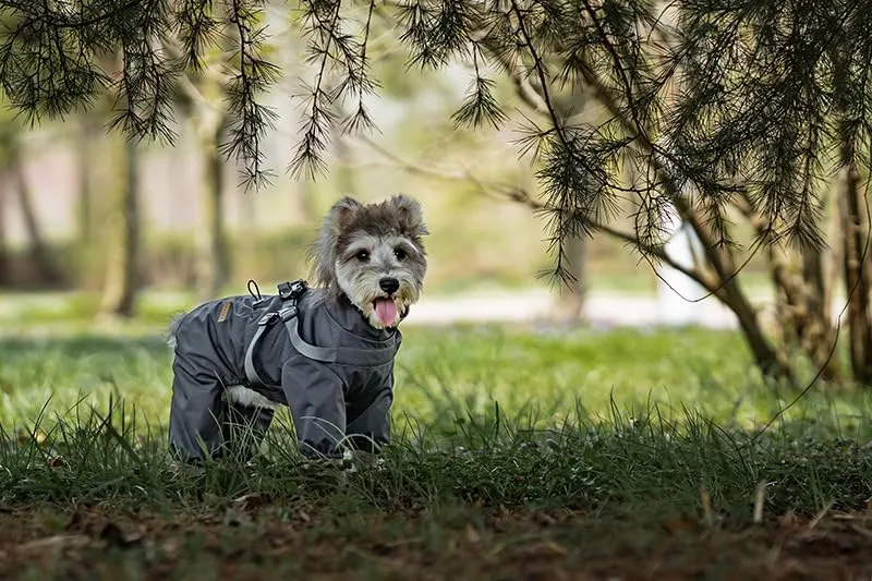BT Bear Pettorina impermeabile per cani, regolabile a 4 gambe, giacca per cani con imbracatura riflettente tuta impermeabile per cani di piccola taglia, grigio, S - immagine 8