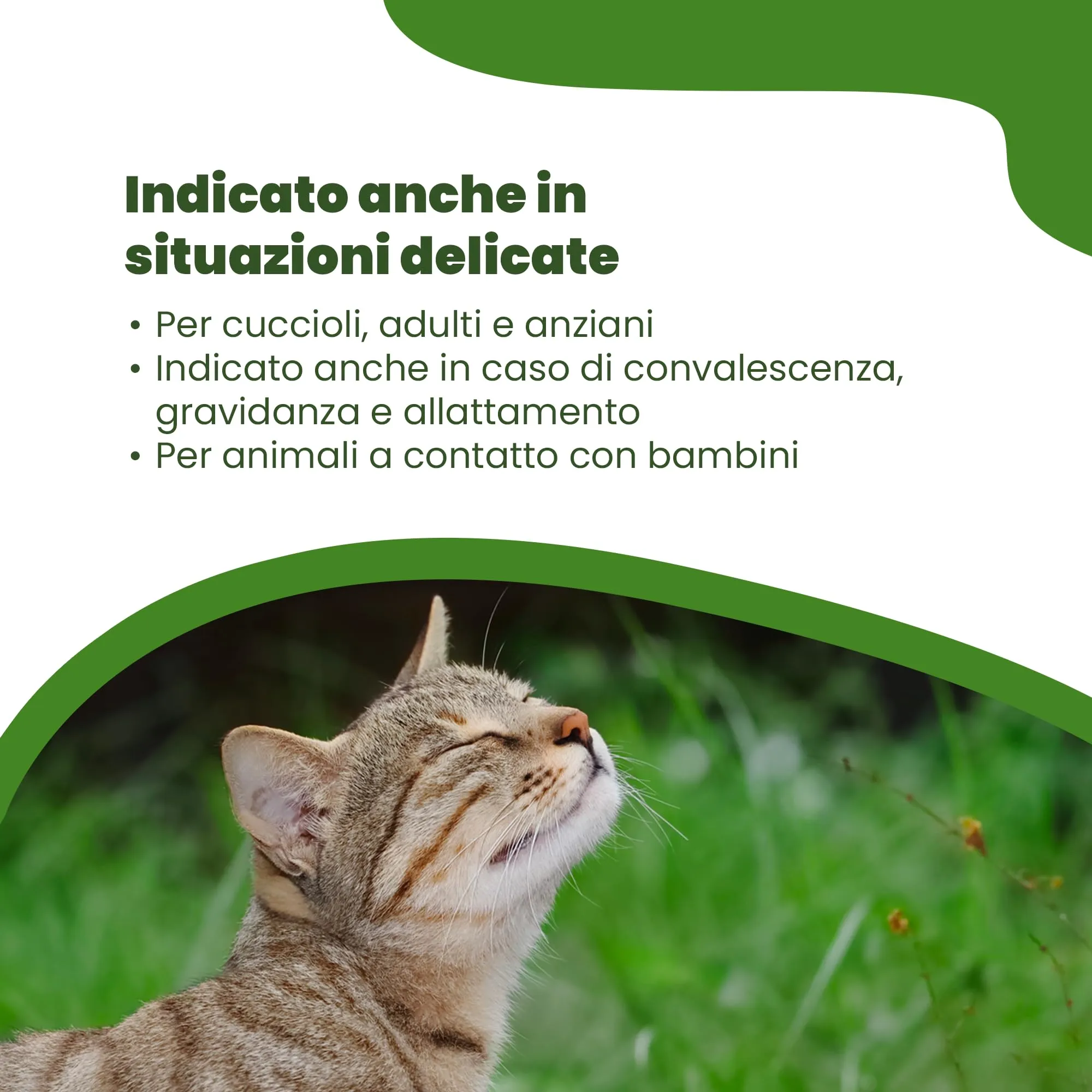 CAMON - Spot-On Protection Gatto, 5 Fiale da 2ml - immagine 6