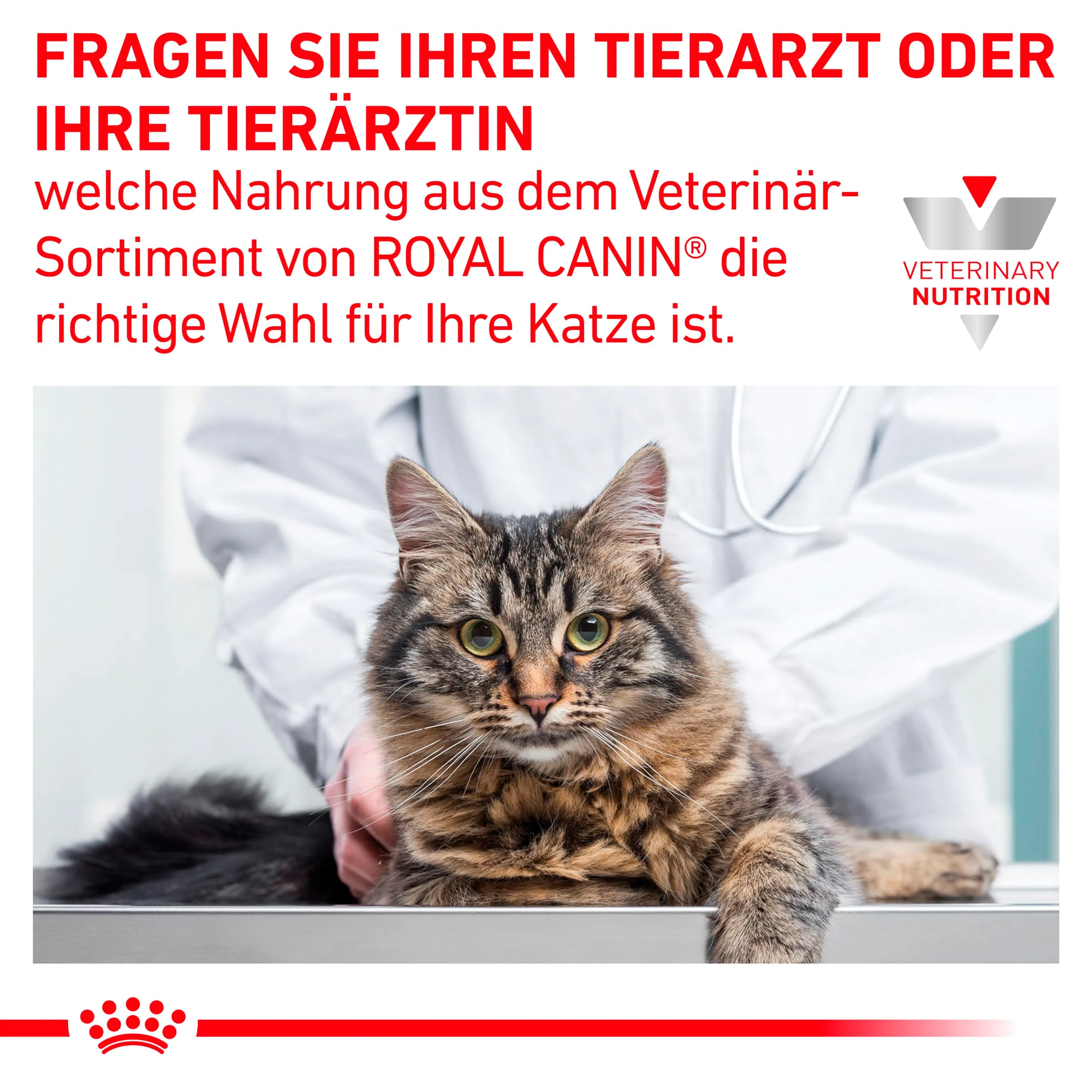 Royal Canin Veterinary Gastrointestinal | 2 kg | Cibo secco per gatti | Può supportare nei disturbi gastrointestinali nei gatti | Alta accettazione - immagine 3