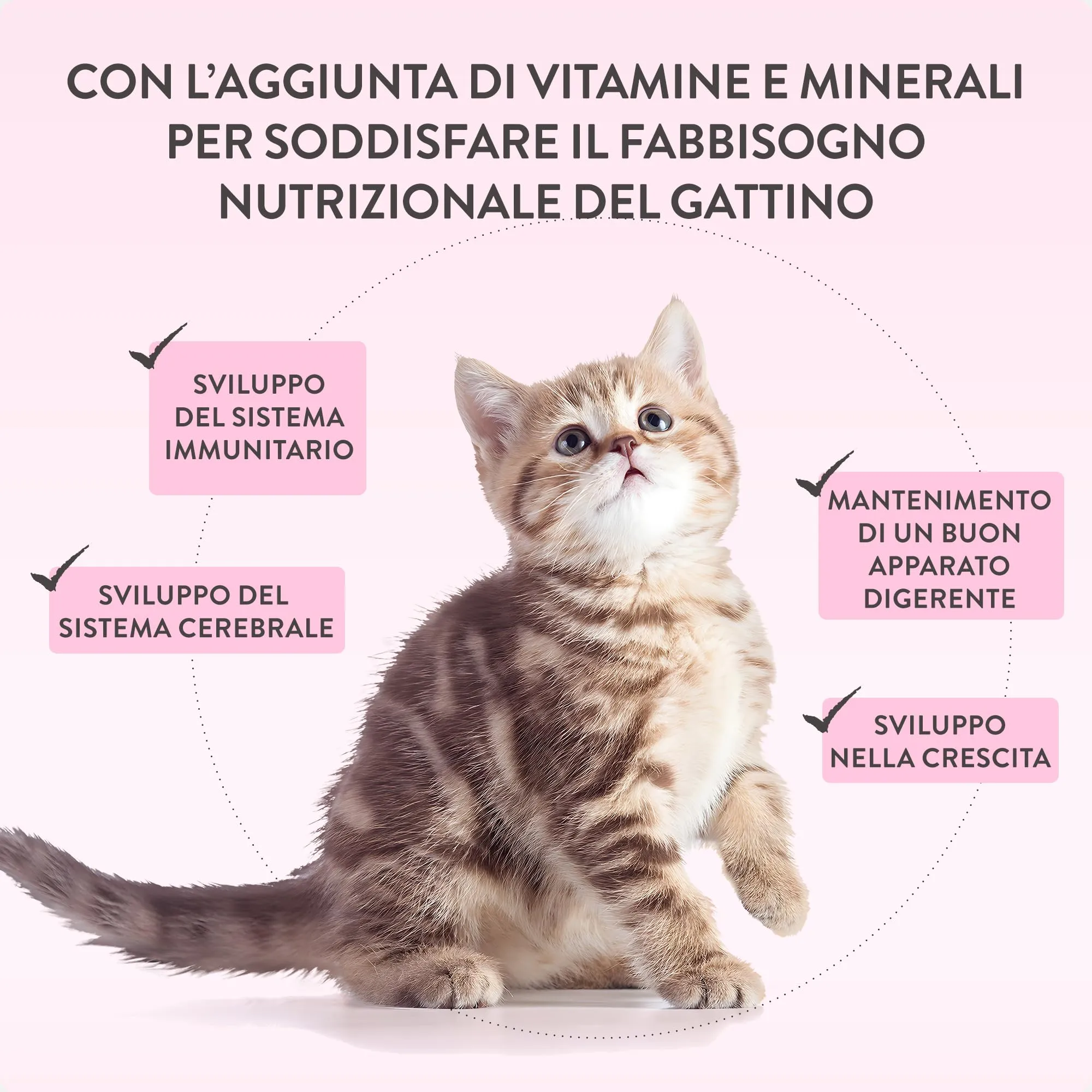 Schesir Baby, Filettini di Pollo con Fegato in Brodo, Alimento Umido Completo per Gattini, Grain Free, con DHA e Taurina, Fonte di Idratazione, 12 x 70 g - immagine 7