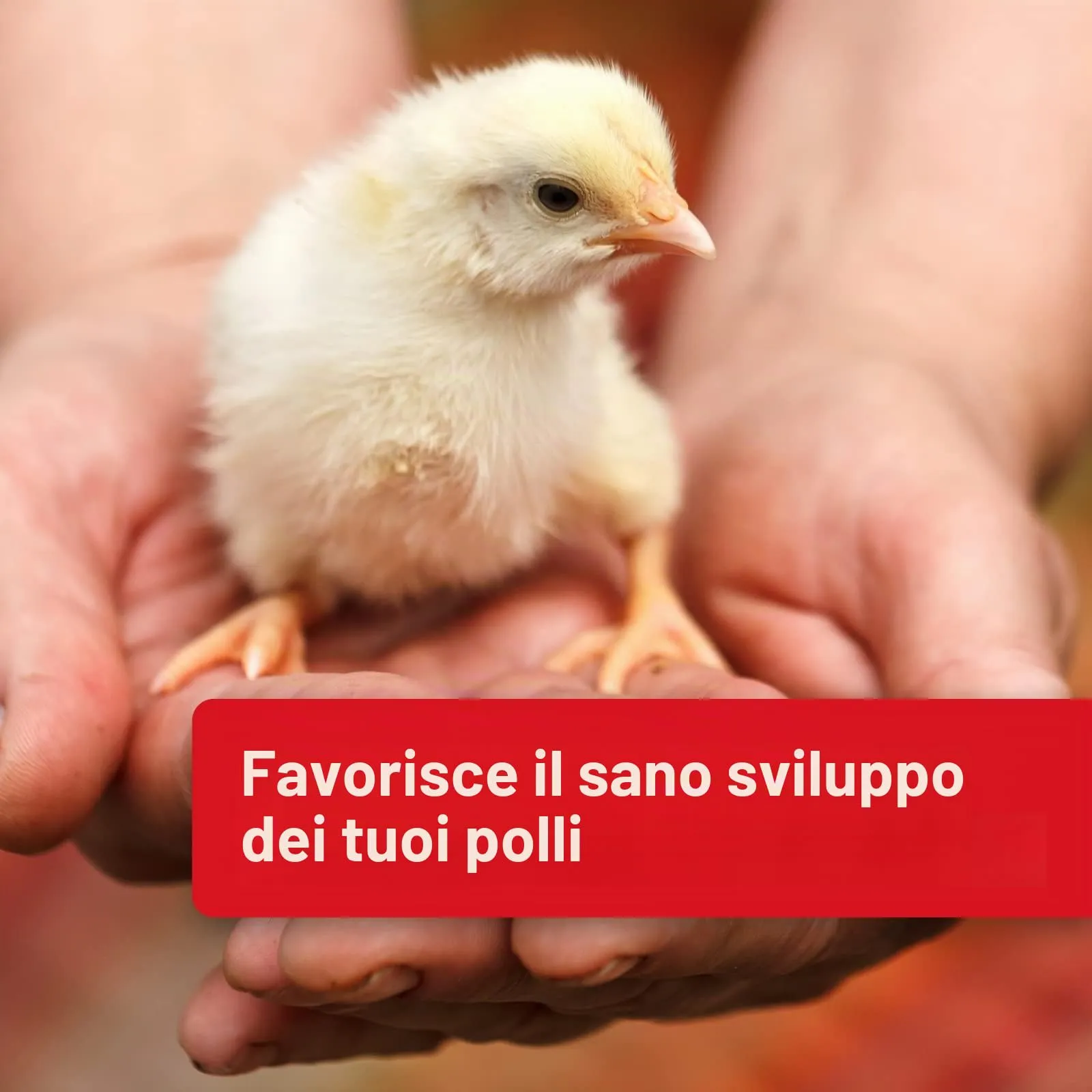 Quiko Hobby Farming Mangime per Uova Pollo 2 kg - Mangime concentrato e condizionato ricco di proteine per polli, quaglie e pollame come le galline ovaiole - Con vitamine e miele - immagine 3