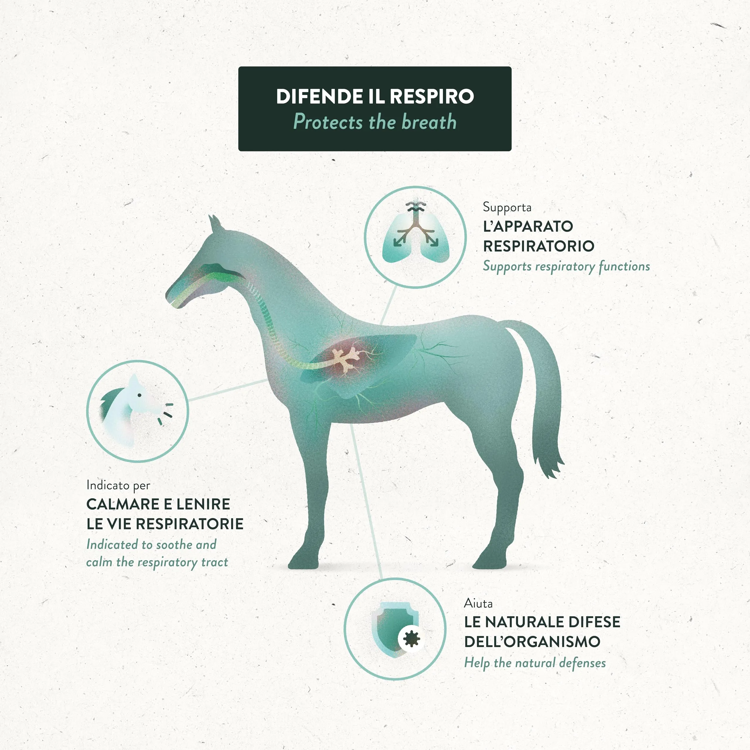 Guidolin Horses Equibar Respirity Barretta Funzionale per il Supporto dell'Apparato Respiratorio del Cavallo 100% Naturale Doping Free 600g per Cavalli - immagine 3