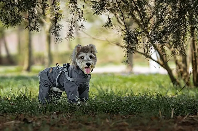 BT Bear Impermeabile con Pettorina per Cani, Giacca Regolabile a 4 Zampe per Cani con Pettorina Tuta Riflettente Impermeabile per Cani di Taglia Media e Grande, Grigio 6XL - immagine 7