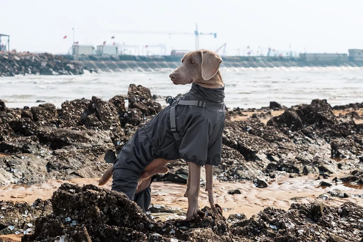 BT Bear Impermeabile con Pettorina per Cani, Giacca Regolabile a 4 Zampe per Cani con Pettorina Tuta Riflettente Impermeabile per Cani di Taglia Media e Grande, Grigio 5XL - immagine 6