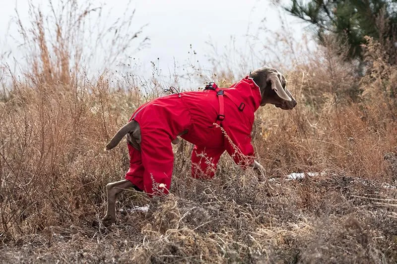 BT Bear Pettorina impermeabile per cani, giacca regolabile a 4 zampe con imbracatura riflettente, tuta impermeabile per cani di taglia media e grande, rosso, 4XL - immagine 7