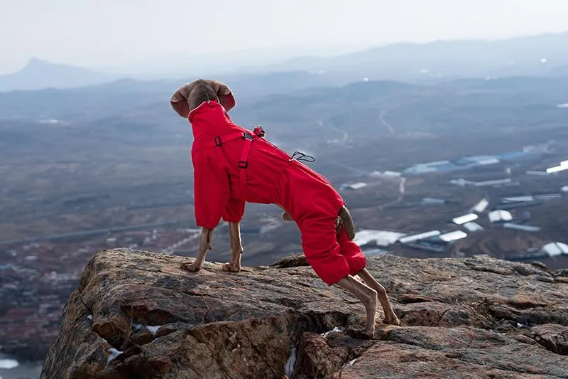 BT Bear Pettorina impermeabile per cani, giacca regolabile a 4 zampe con imbracatura riflettente, tuta impermeabile per cani di taglia media e grande, rosso, 4XL - immagine 8