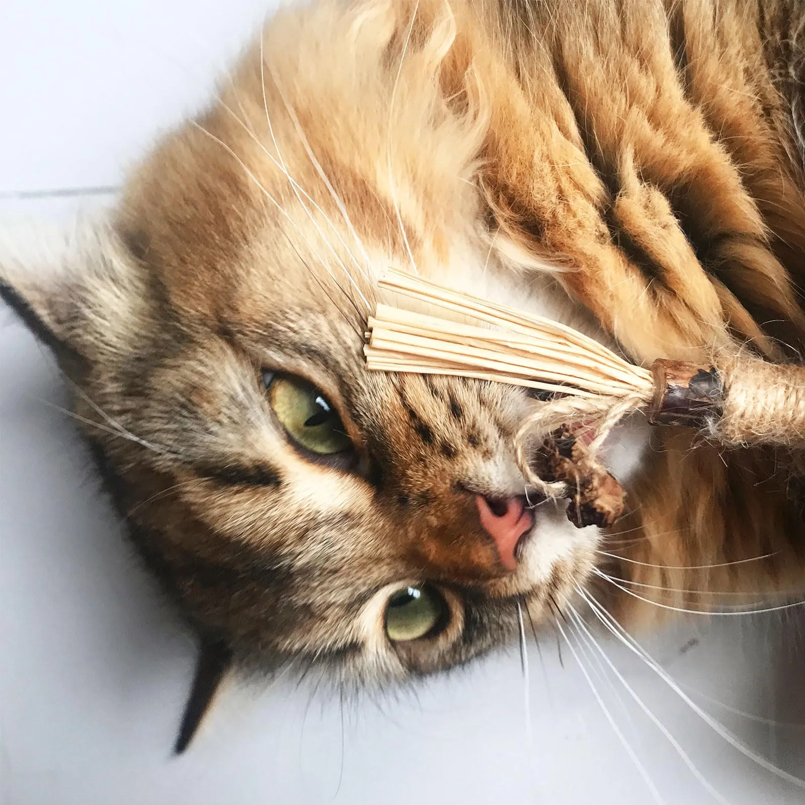 PetGens Bastoncini Erba Gatta per Gatti, Matatabi per Gatti Giochi per Denti Gatto Naturale Giocattolo da Masticare Bastoni - immagine 2