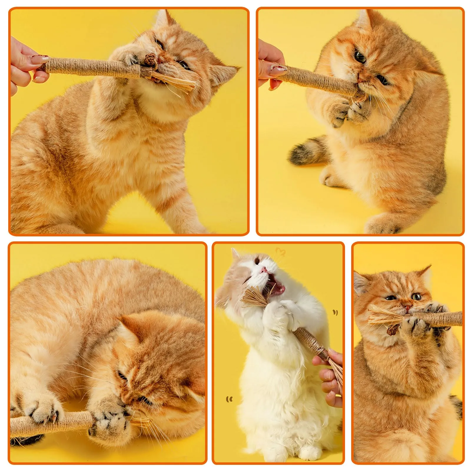 PetGens Bastoncini Erba Gatta per Gatti, Matatabi per Gatti Giochi per Denti Gatto Naturale Giocattolo da Masticare Bastoni - immagine 6