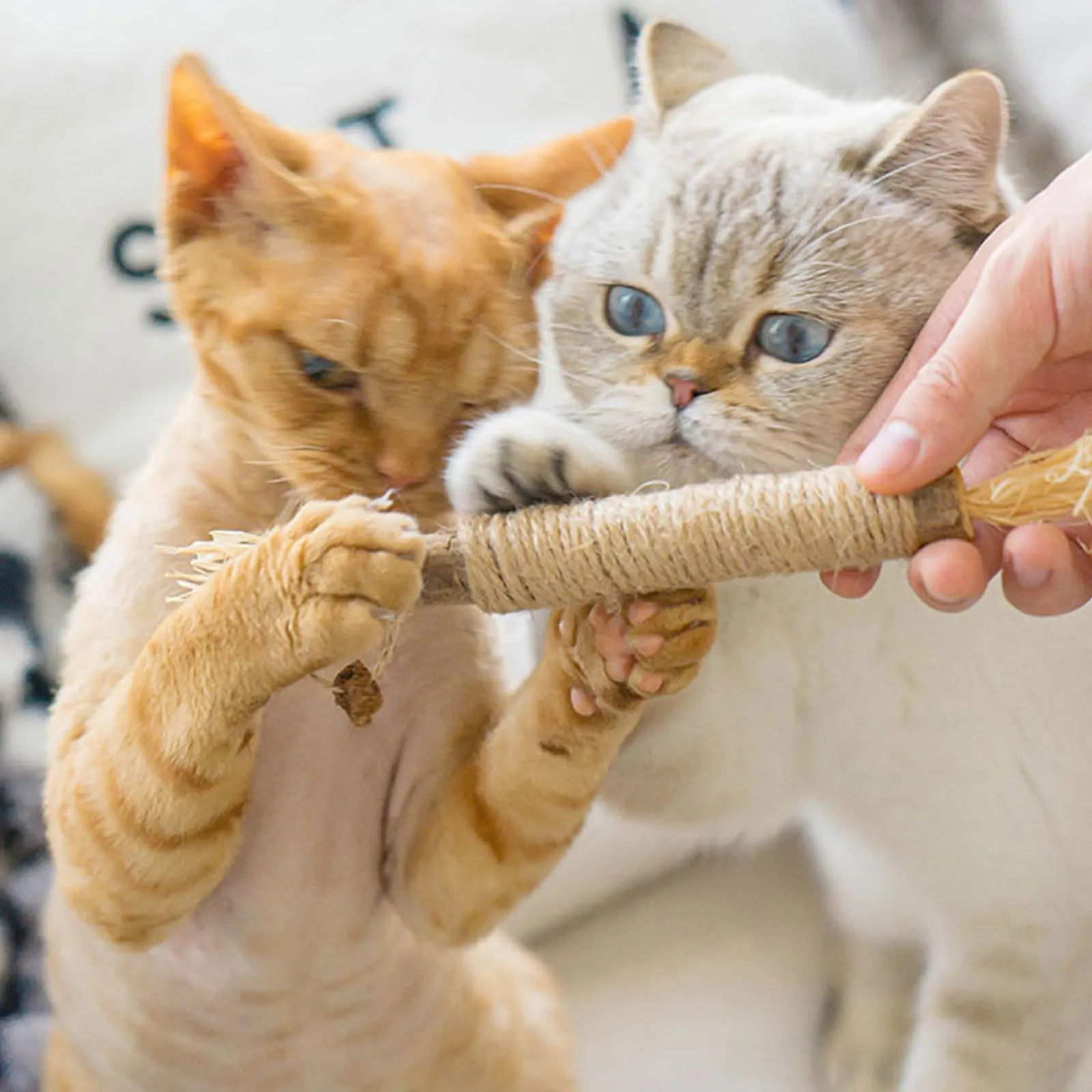 PetGens Bastoncini Erba Gatta per Gatti, Matatabi per Gatti Giochi per Denti Gatto Naturale Giocattolo da Masticare Bastoni - immagine 7