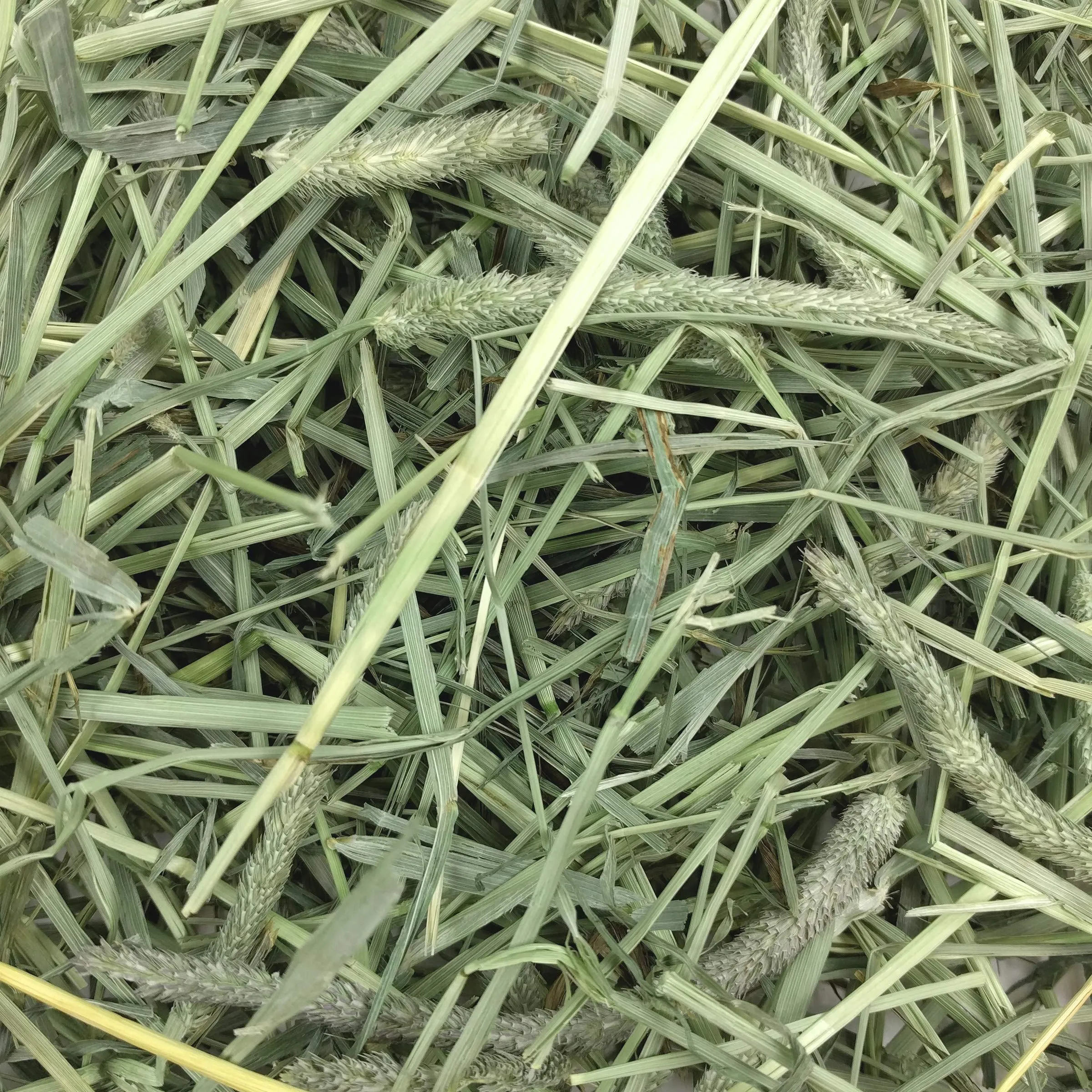 WESTERN TIMOTHY 4.08 KG. - immagine 7