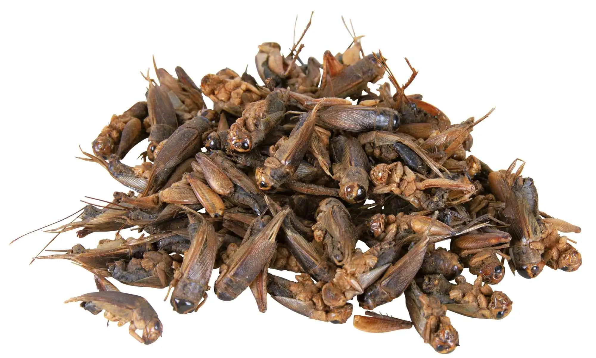 Trixie Ricco di pRo Barbecue Essiccato Grilli per Rettili, 25 g - immagine 2