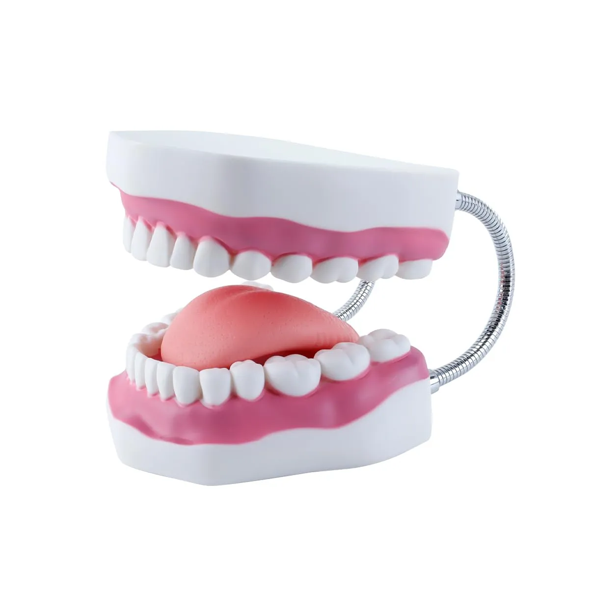 Orivin Modello di denti della bocca 6 volte più grande con lingua mobile e supporto pieghevole, colori realistici per il trattamento della pratica educativa odontoiatrica - immagine 2