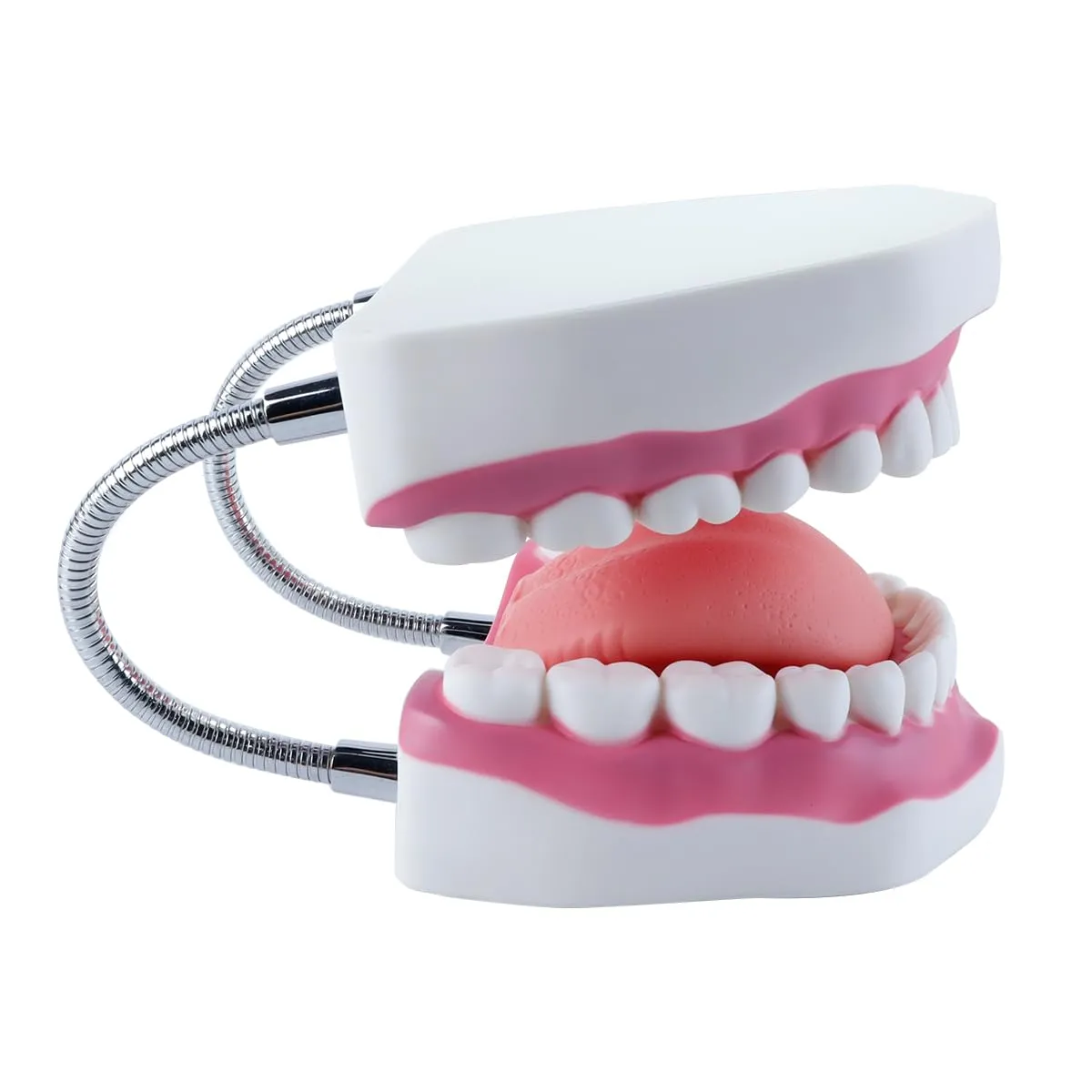Orivin Modello di denti della bocca 6 volte più grande con lingua mobile e supporto pieghevole, colori realistici per il trattamento della pratica educativa odontoiatrica - immagine 3