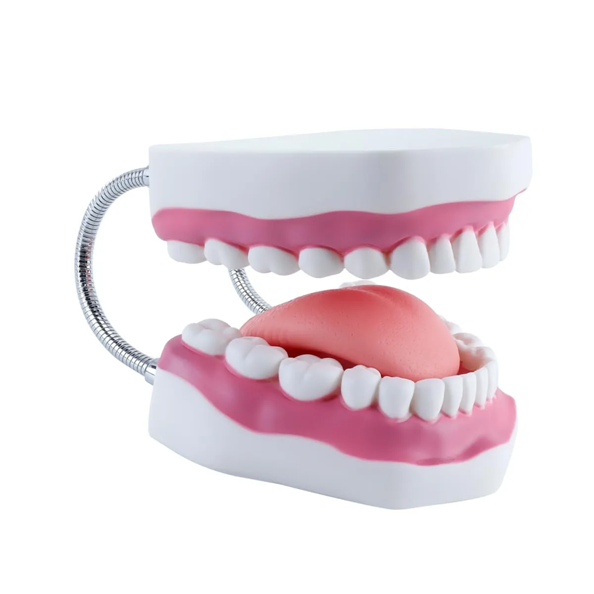 Orivin Modello di denti della bocca 6 volte più grande con lingua mobile e supporto pieghevole, colori realistici per il trattamento della pratica educativa odontoiatrica - immagine 4