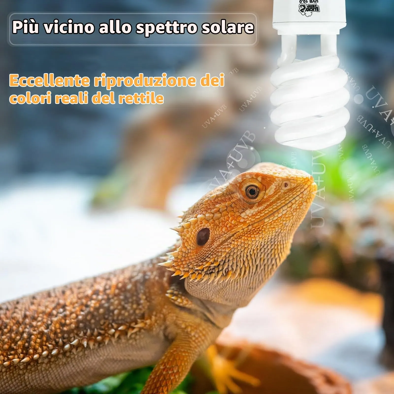 LUCKY HERP Lampadina UVA UVB per Rettili, Lampada UVB Tartaruga Terrestre 23W 10.0, Lampada Fluorescente Compatta per Rettili Draghi Barbuti. - immagine 2